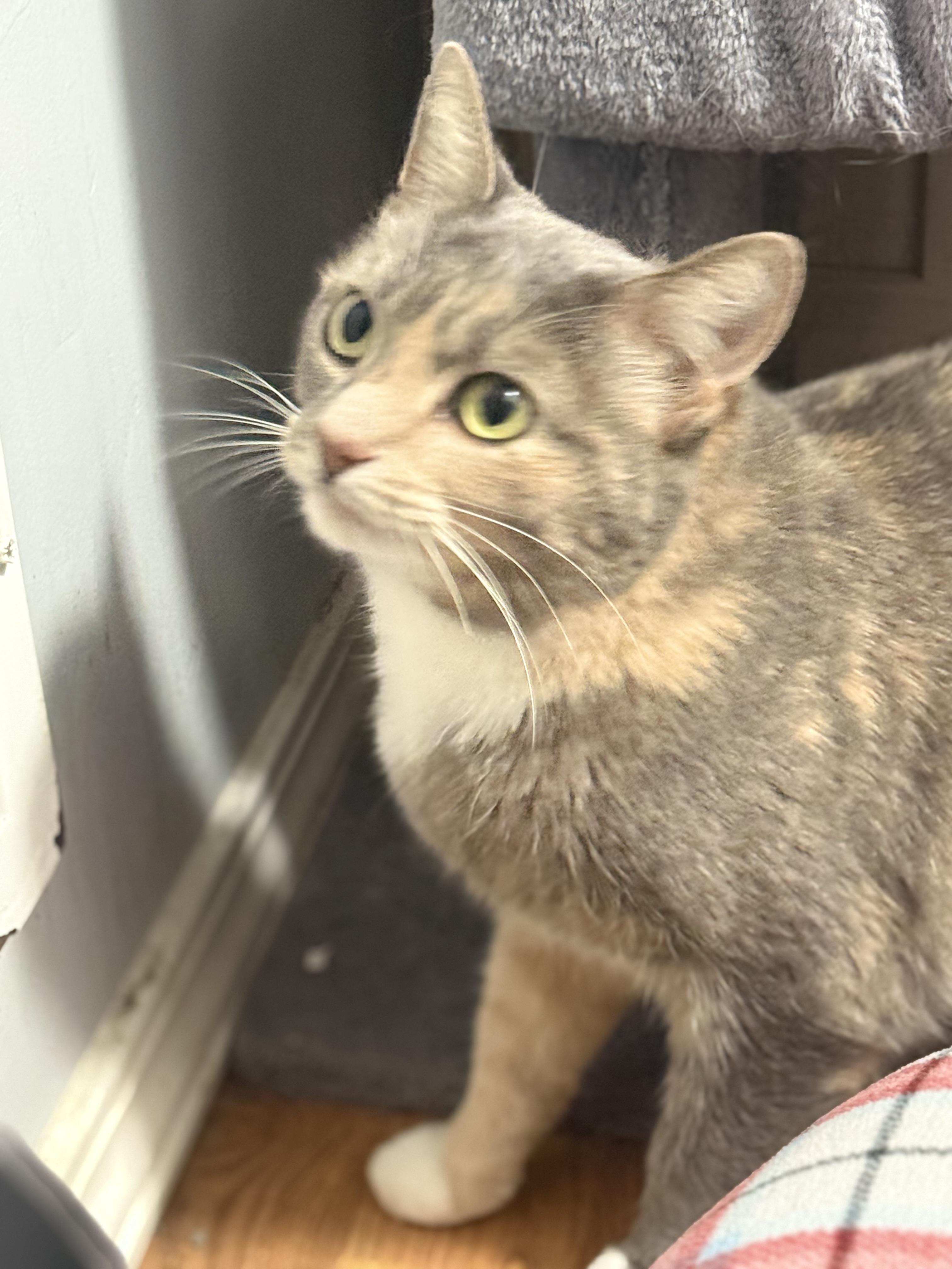 Enlarge Jersey, a Adoptable Domestic Short Hair in Medinah, IL image 2/2