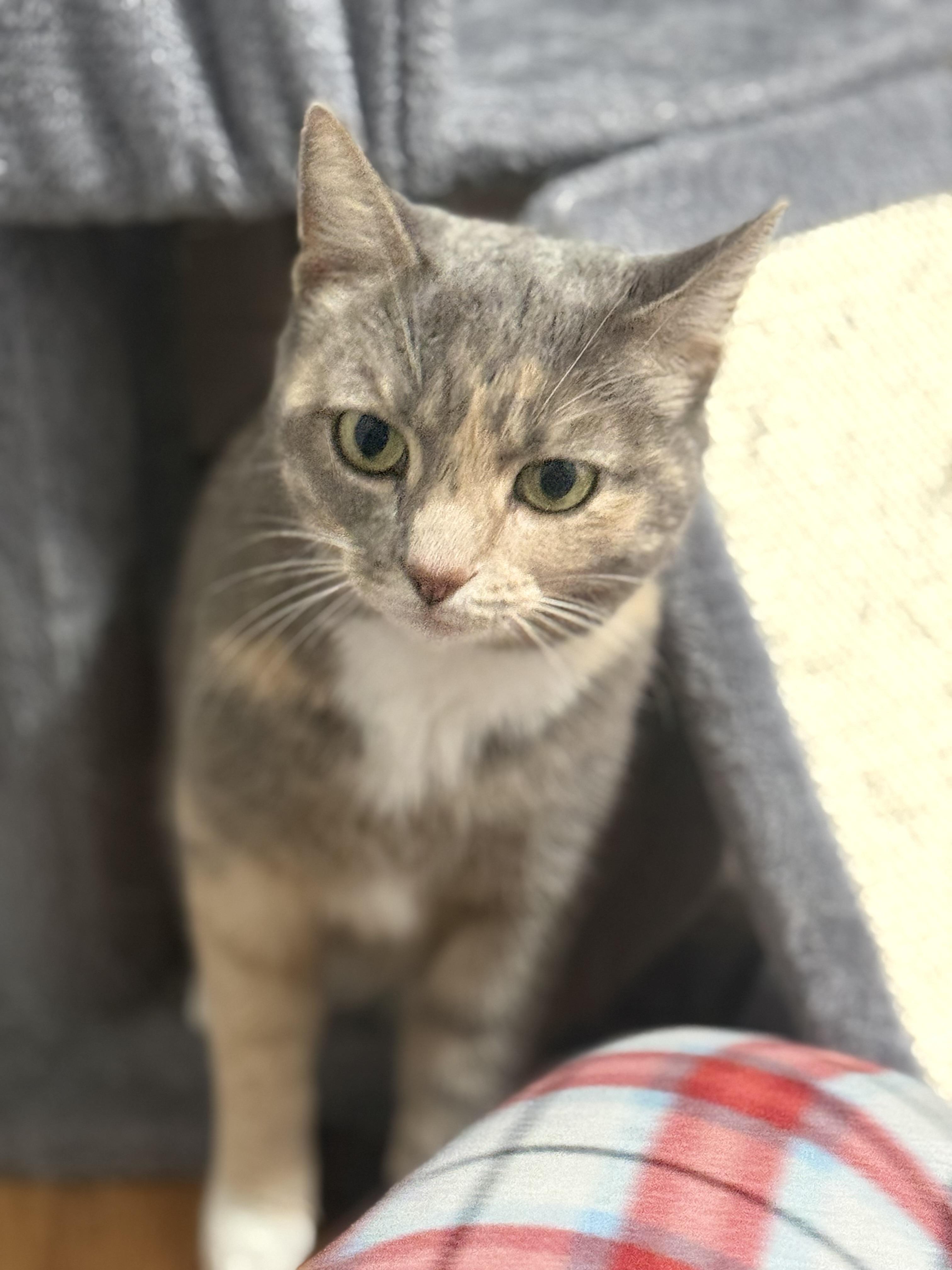 Jersey, Adoptable, Adult Female Domestic Short Hair.