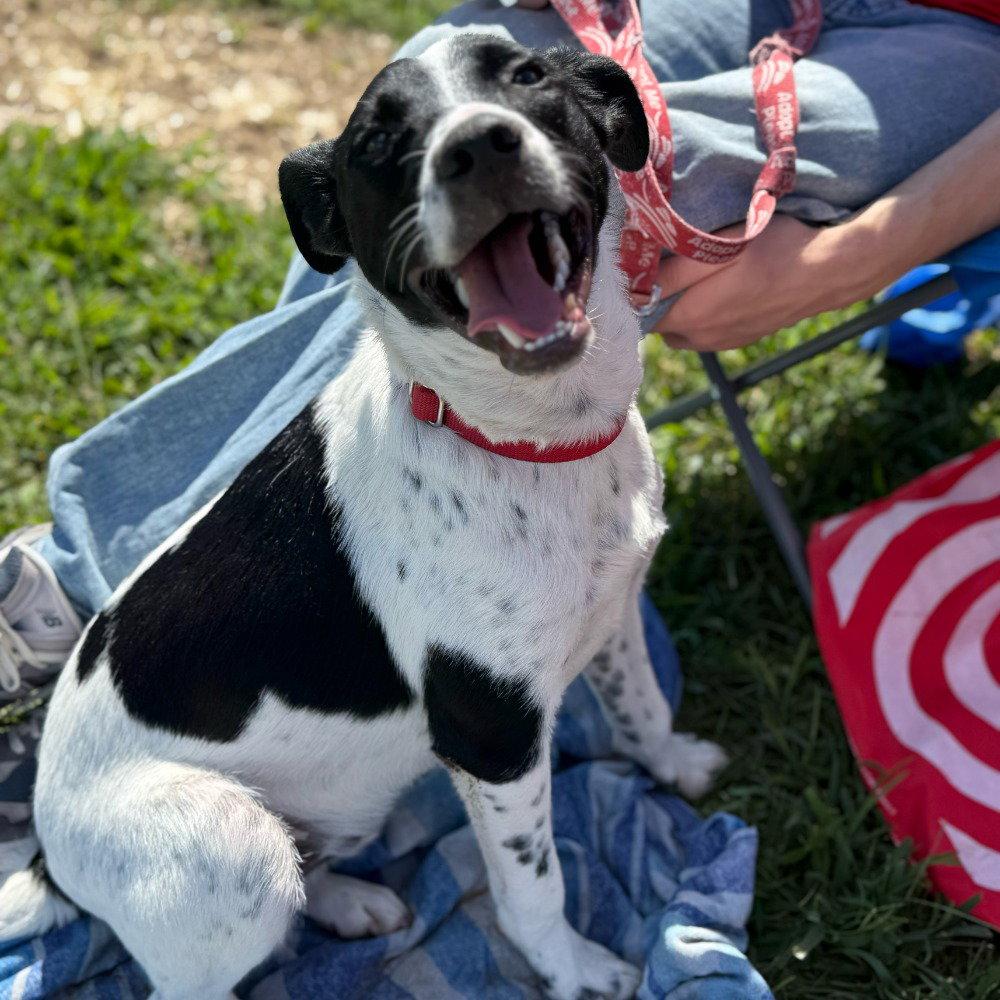Enlarge Jiminy, a Adoptable mixed breed in Bloomfield, CT image 2/3
