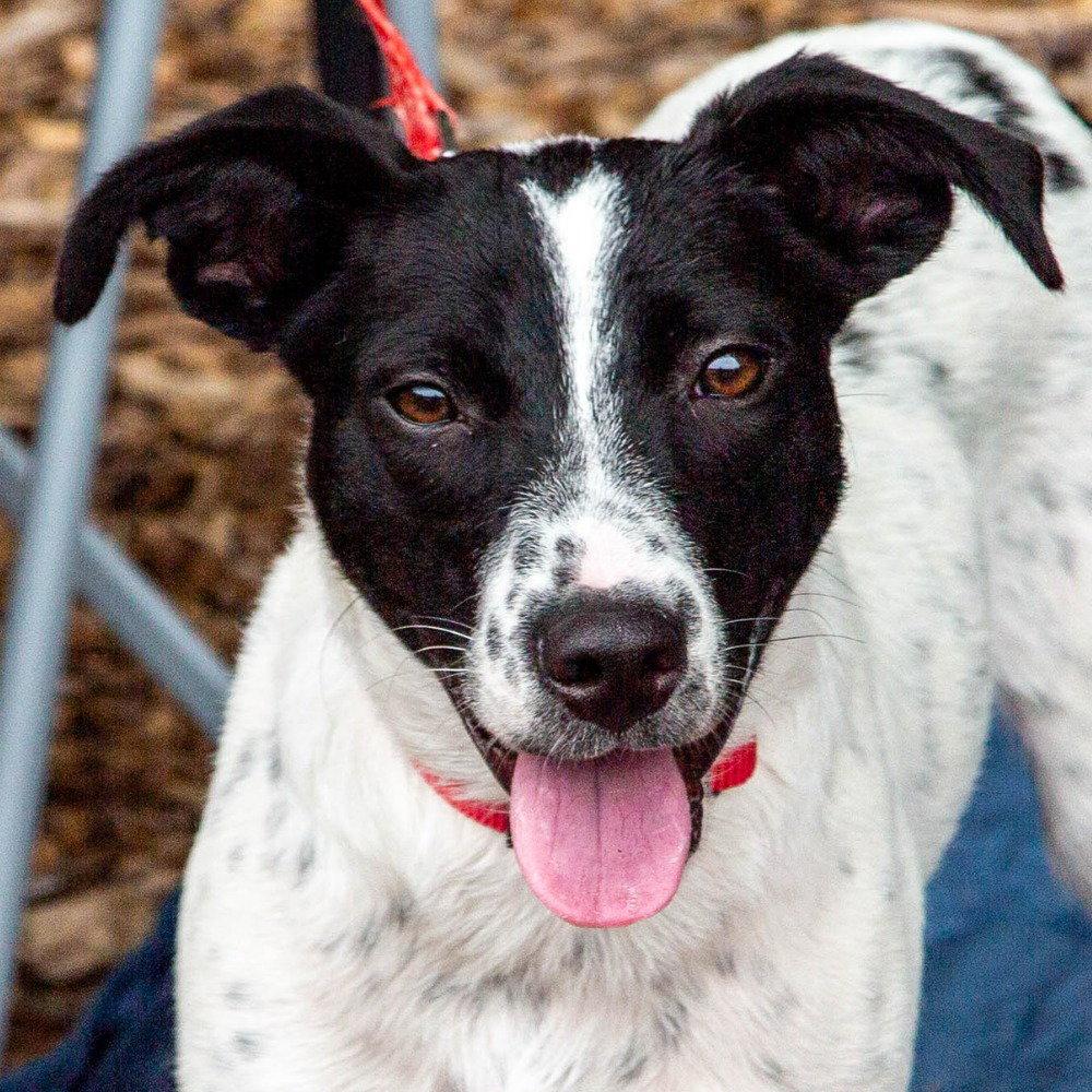 Enlarge Jiminy, a Adoptable mixed breed in Bloomfield, CT image 3/3