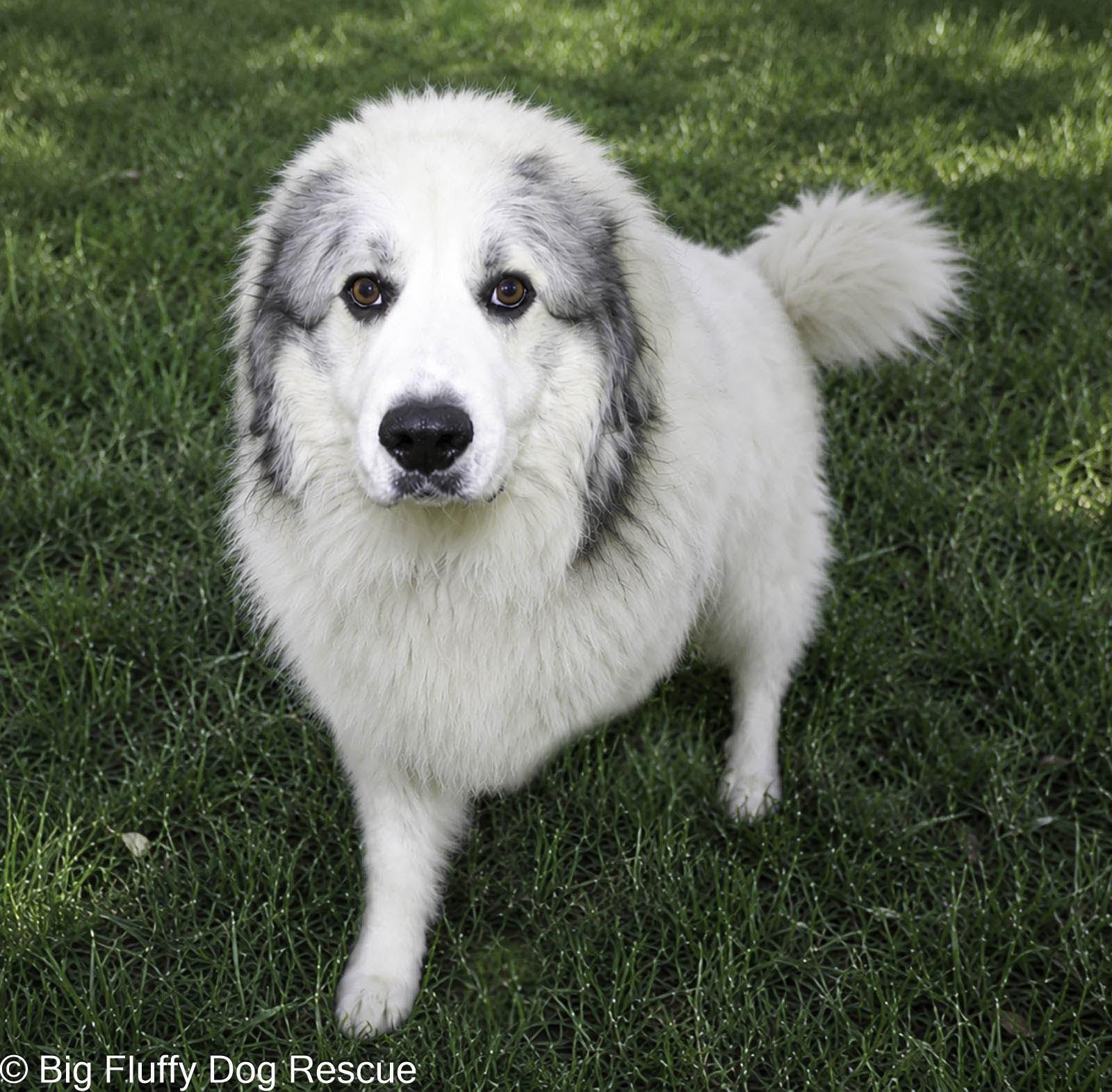 Enlarge Ansem, an adopted Great Pyrenees in Baxter, TN image 2/3