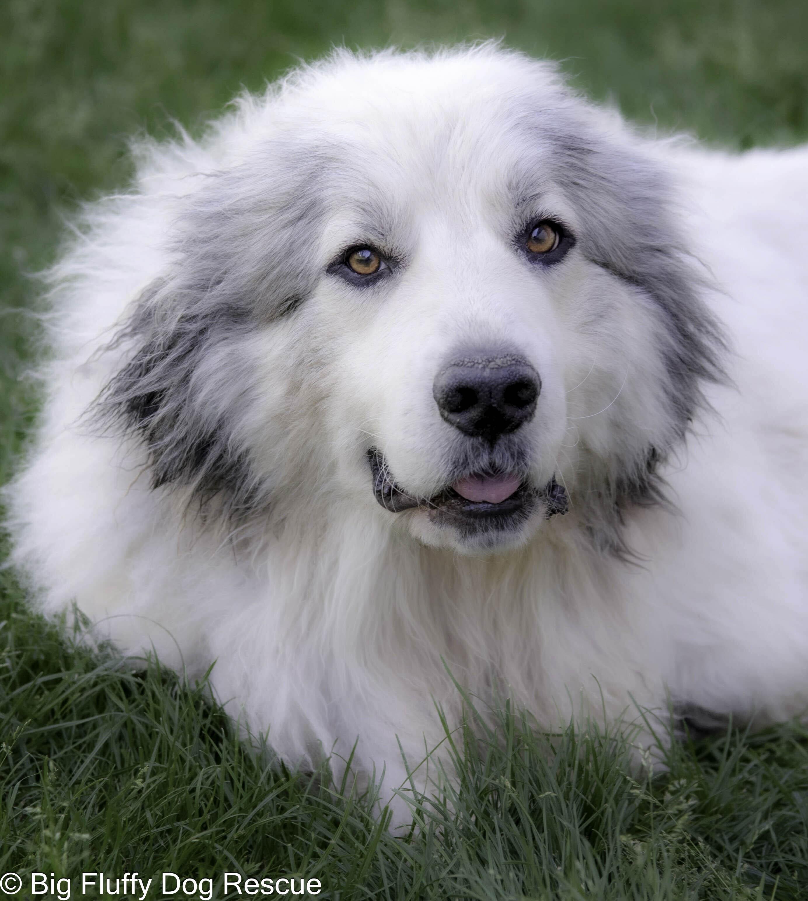 Enlarge Ansem, an adopted Great Pyrenees in Baxter, TN image 1/3