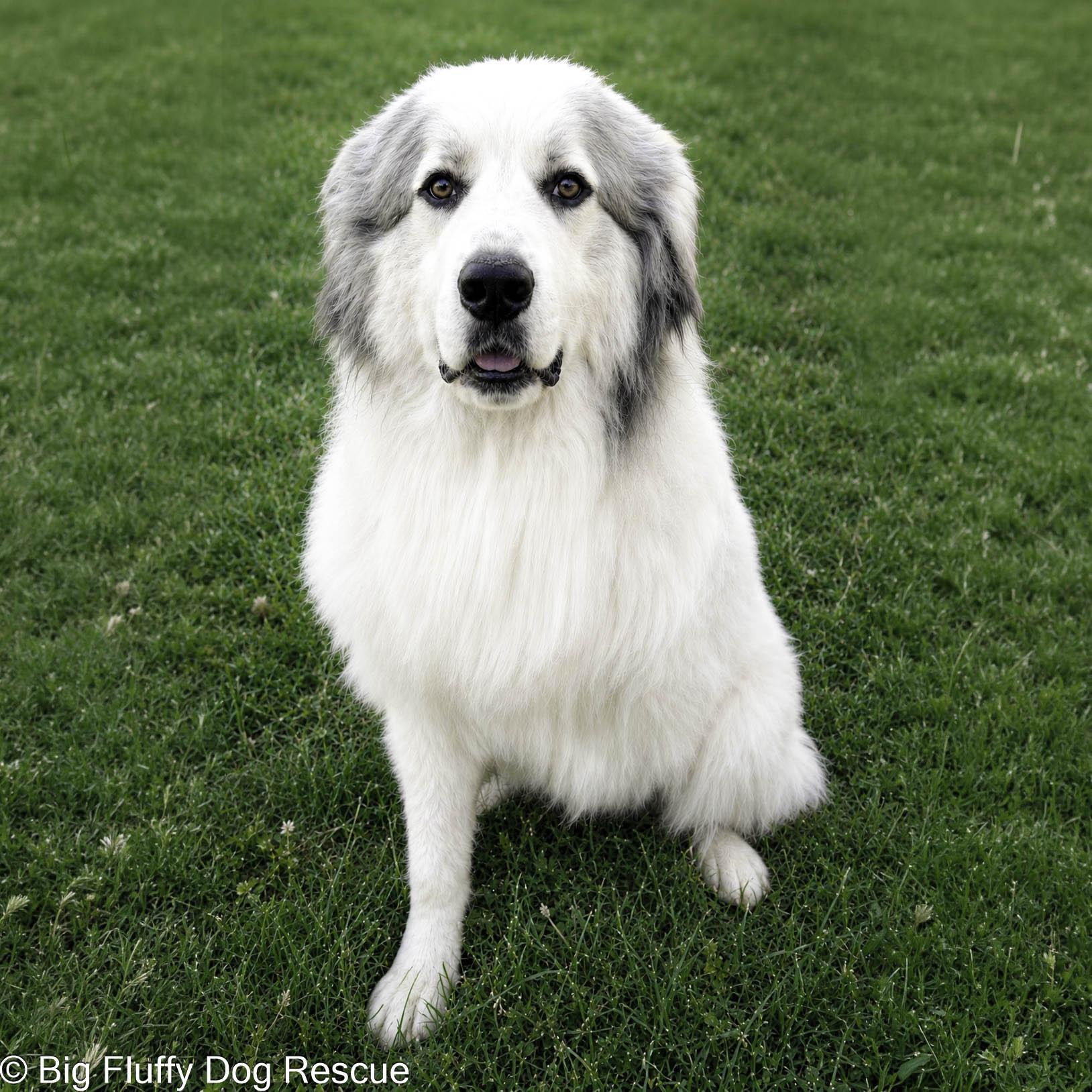 Enlarge Ansem, an adopted Great Pyrenees in Baxter, TN image 3/3