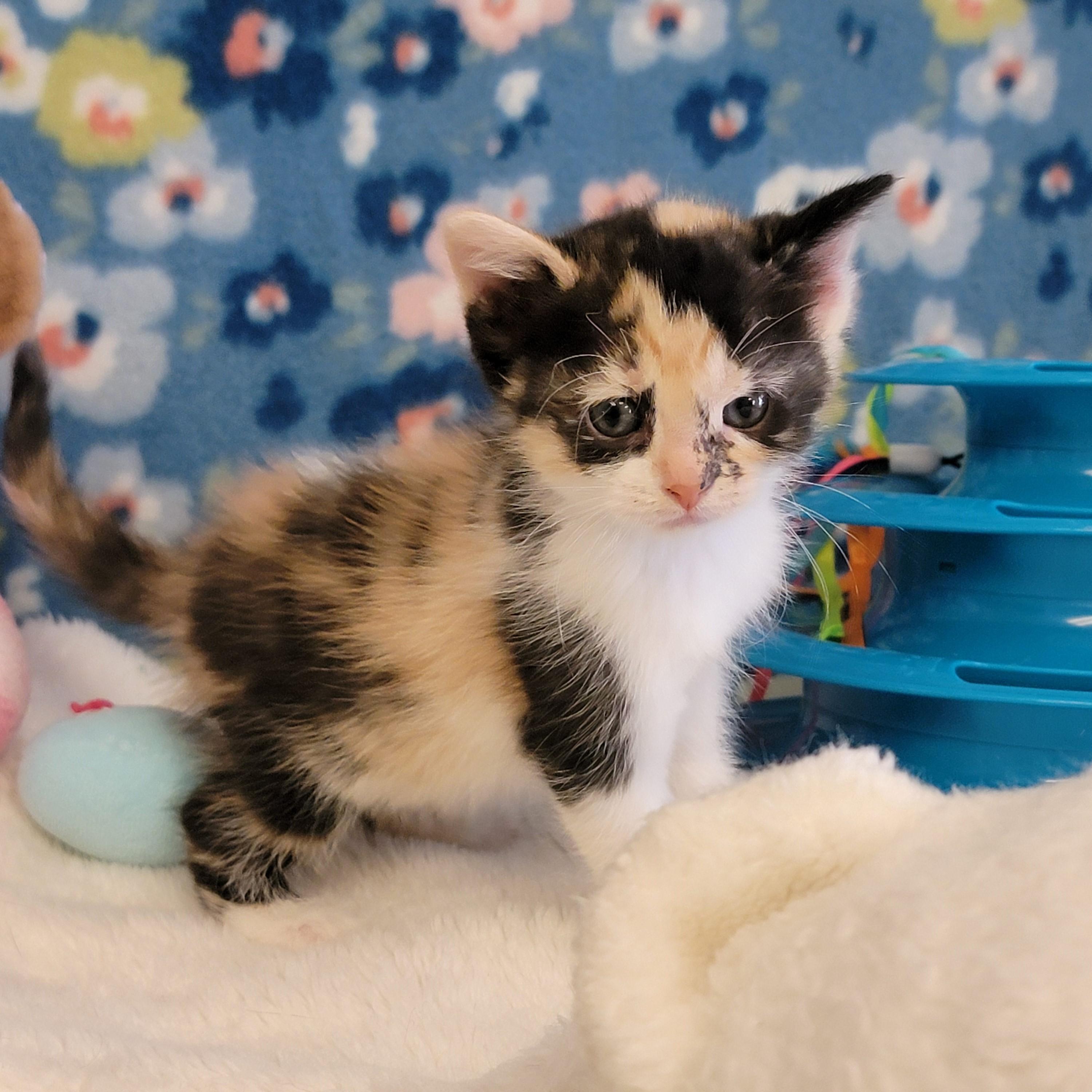 Enlarge Lisa, a ADOPTABLE mixed breed in ALPINE, TX image 4/5