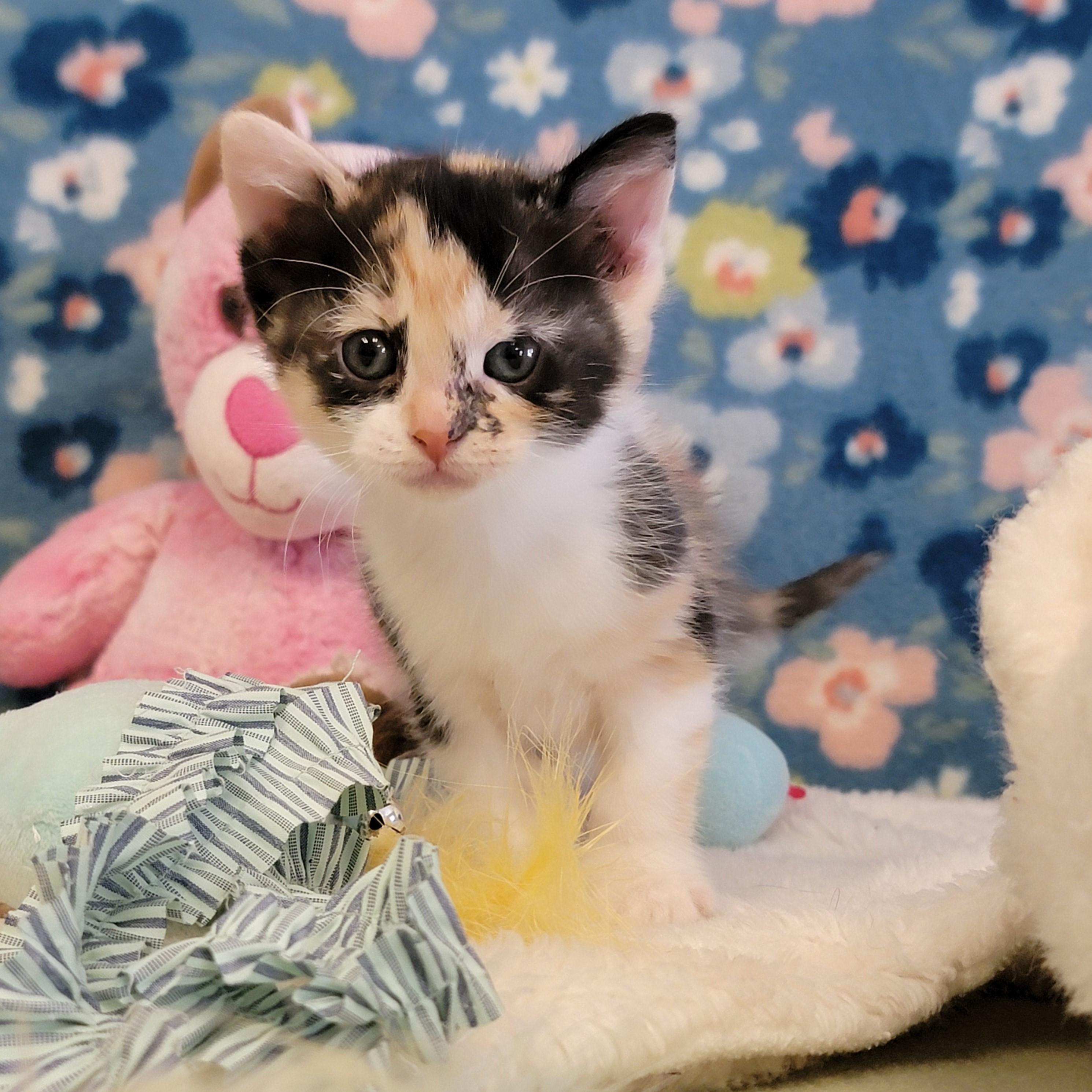 Enlarge Lisa, a ADOPTABLE mixed breed in ALPINE, TX image 2/5