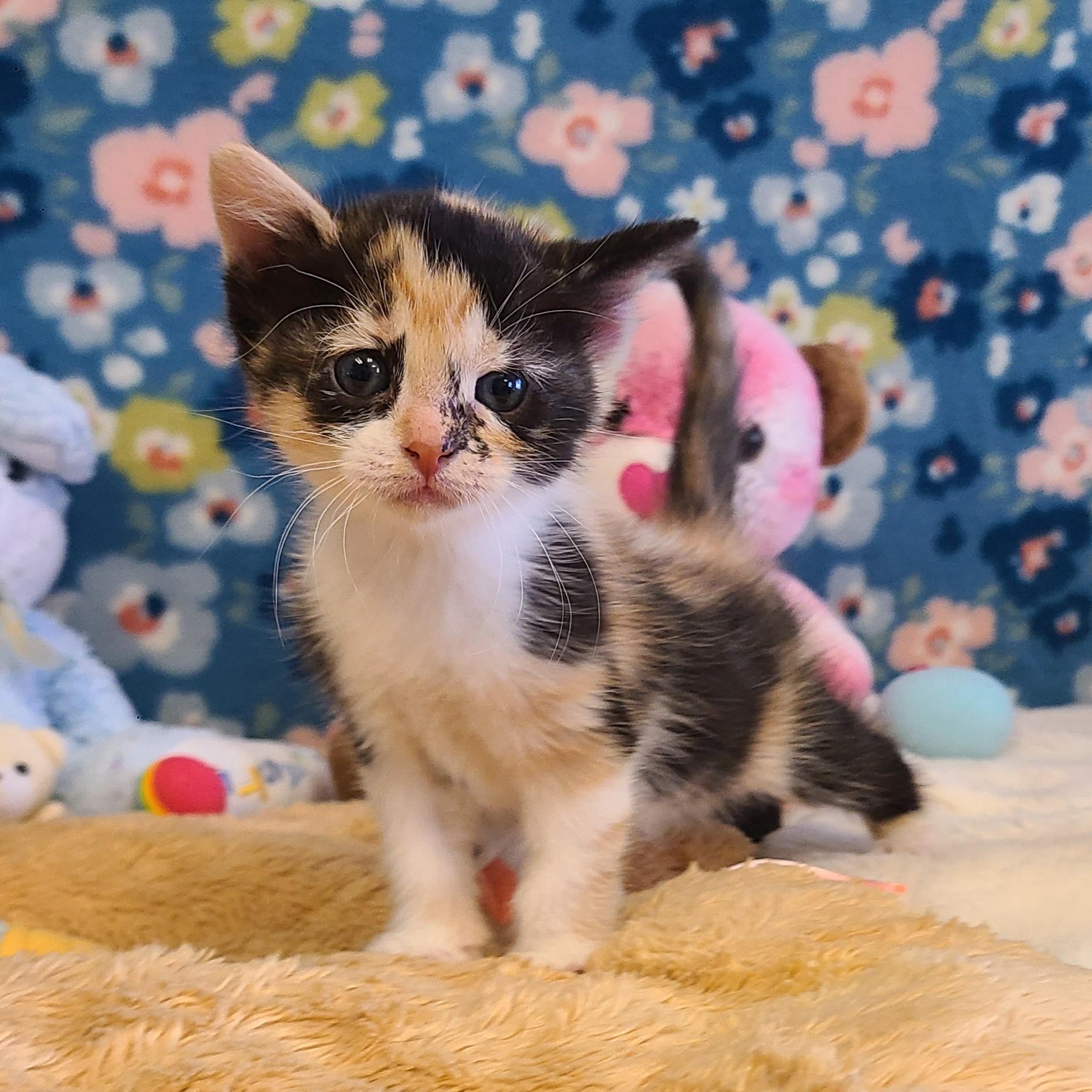 Lisa, ADOPTABLE, Young Female Domestic Short Hair.