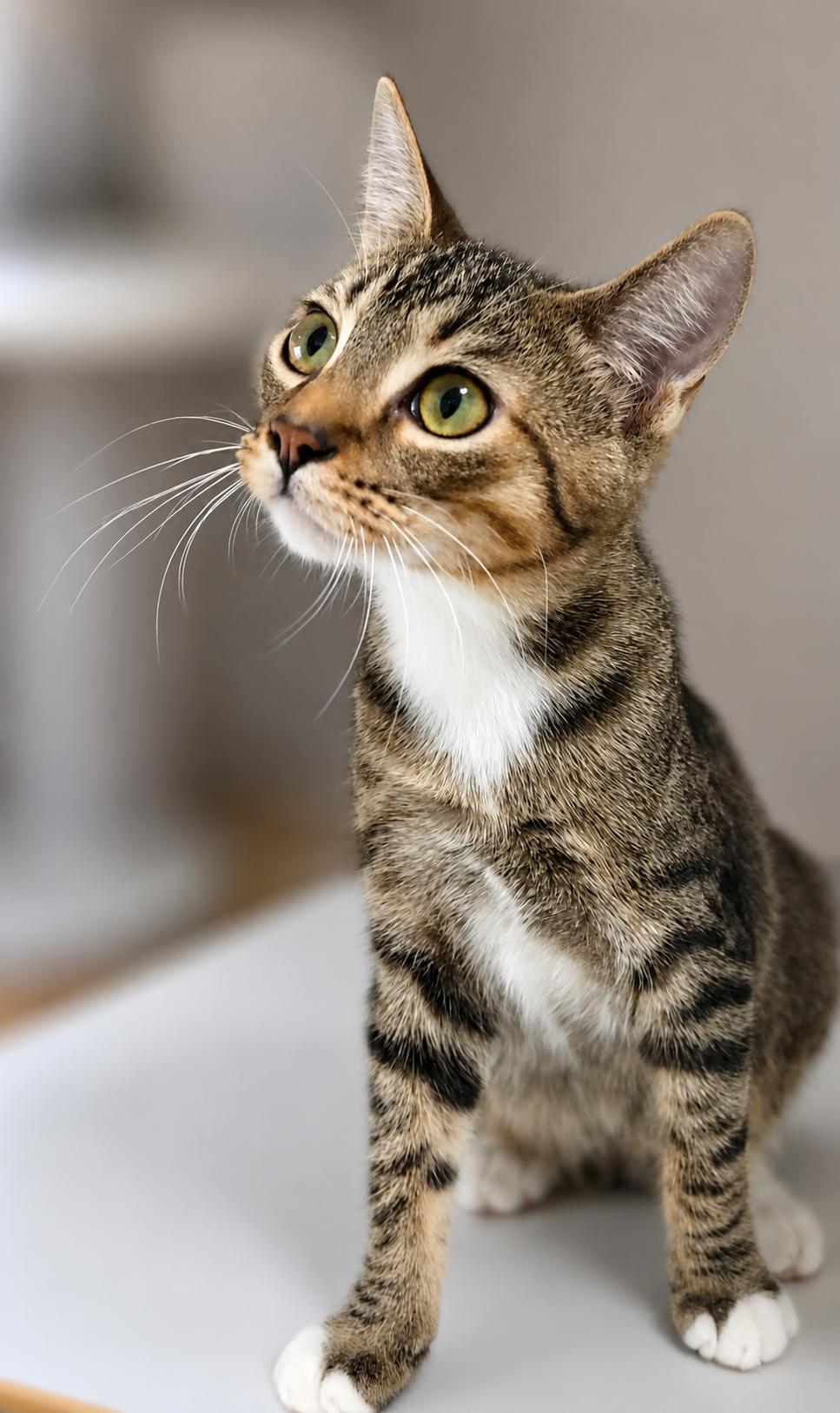Magnum, a ADOPTABLE Domestic Short Hair in Scottsdale, AZ image 4/4