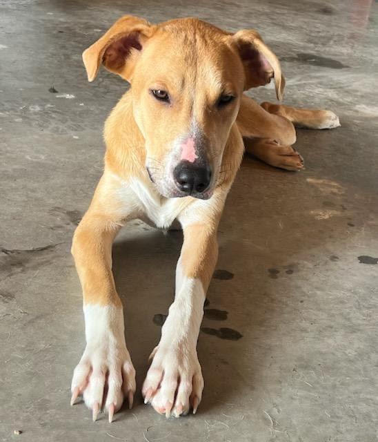 BUDDY-Best Boy 1