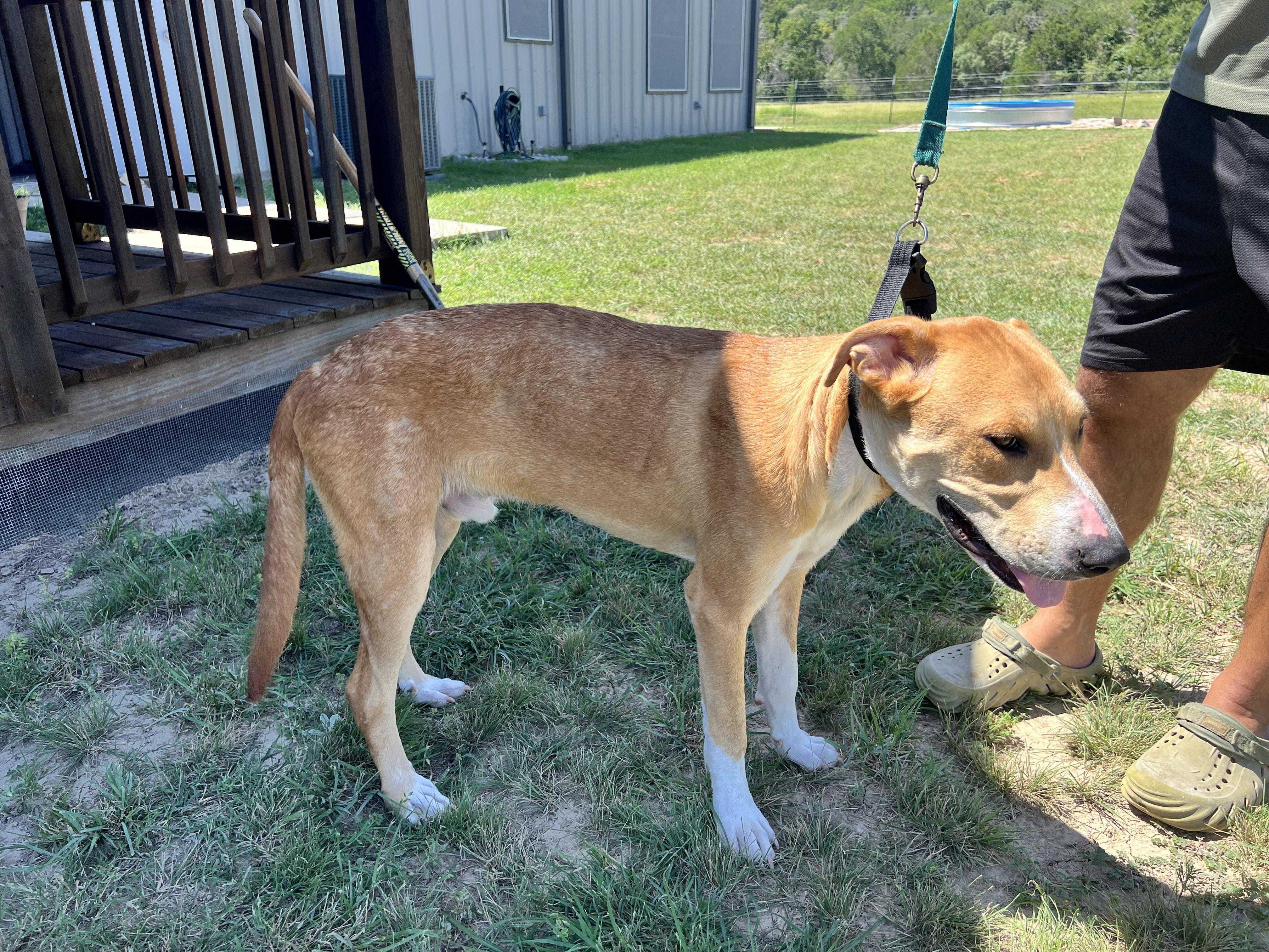 BUDDY-Best Boy 4
