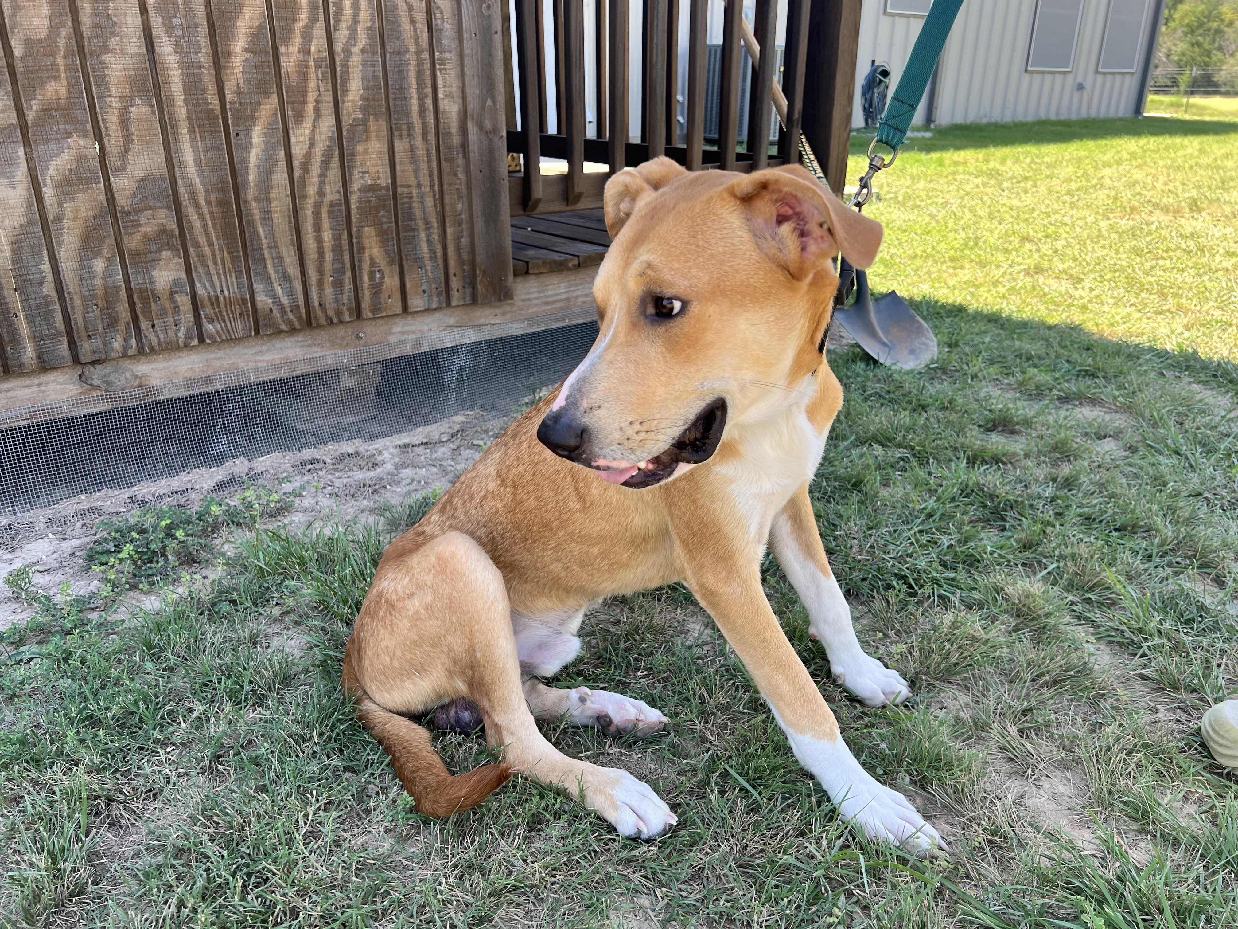 BUDDY-Best Boy 2