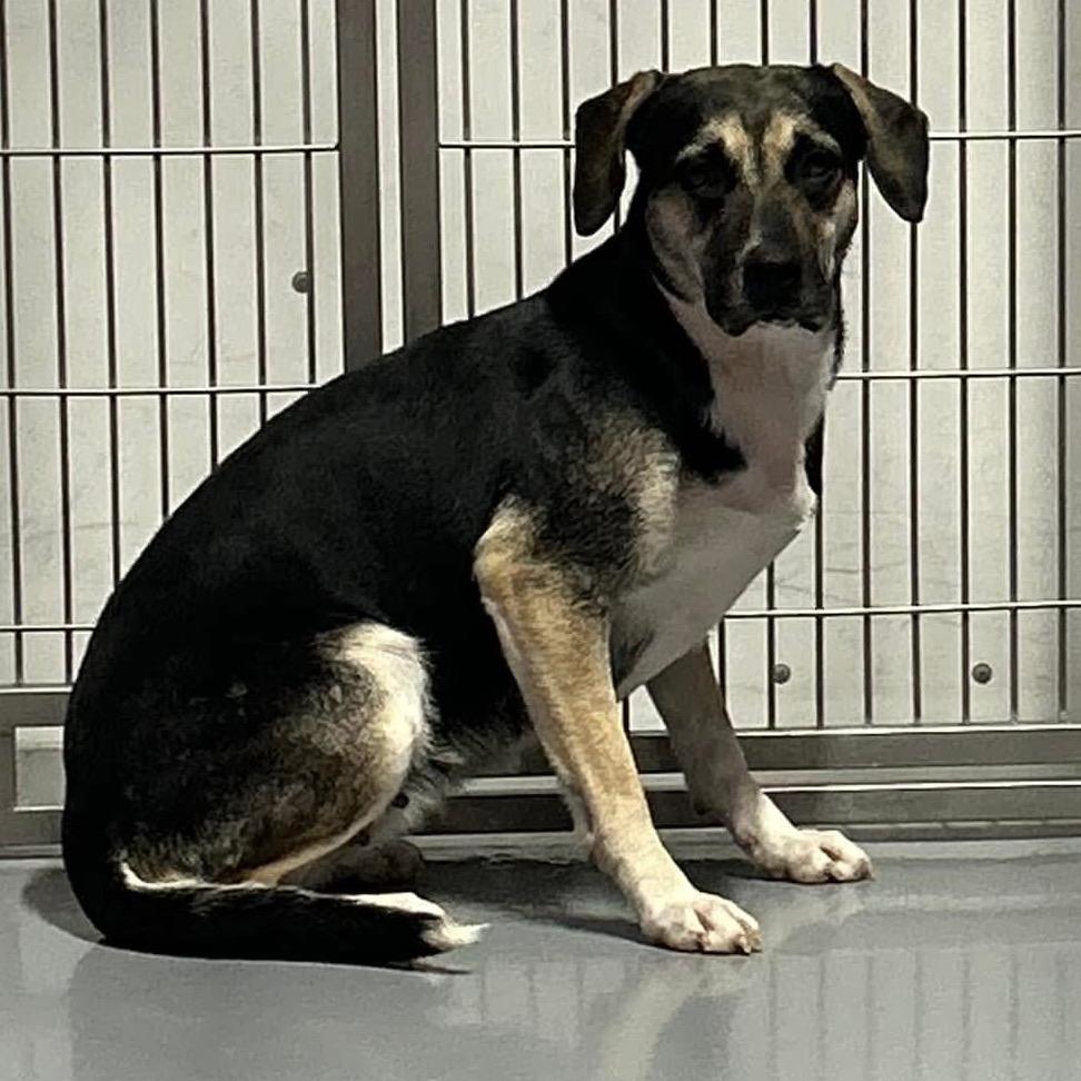 Enlarge Nellie, a Adoptable mixed breed in Dodge City, KS image 1/1