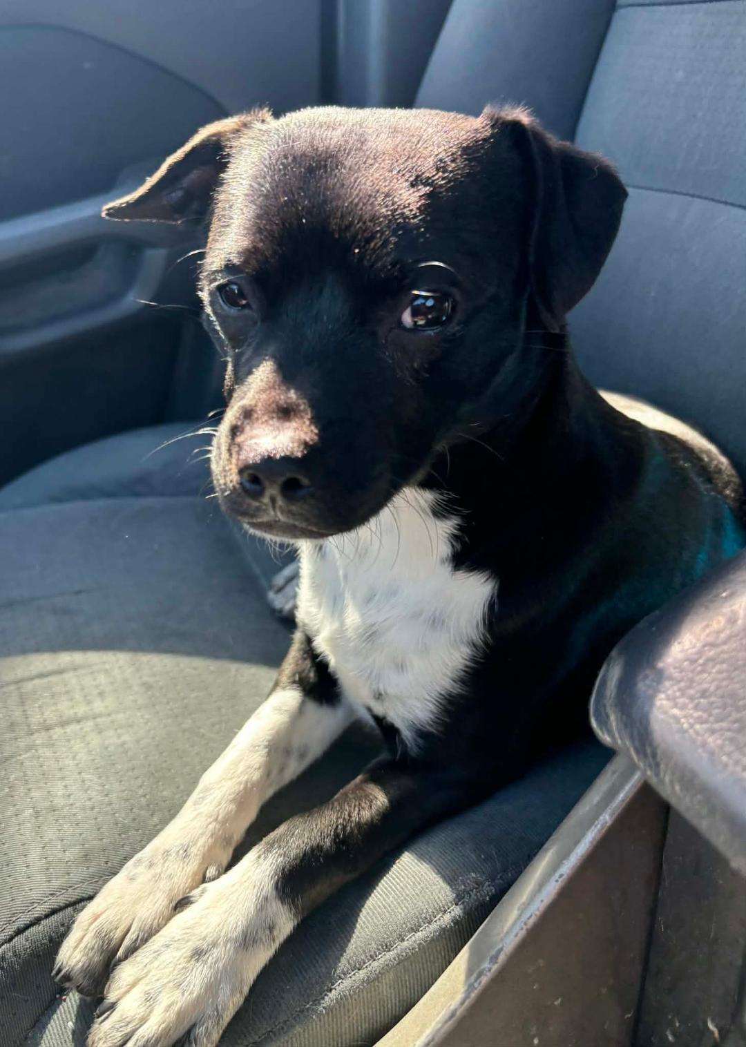 Silas, adopted, Young Male Jack Russell Terrier.