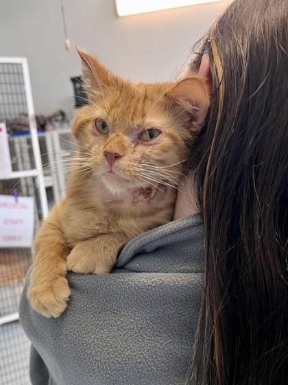Simba (Nutty Buddy), Adoptable, Adult Male Domestic Short Hair.