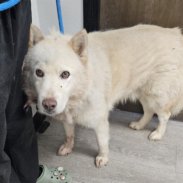 Enlarge WALLY, a Adoptable Husky in Wylie, TX image 1/1