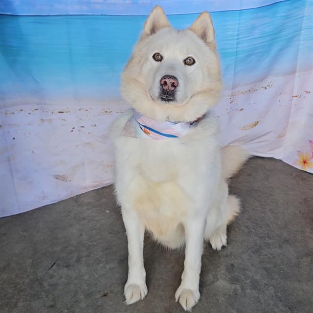 Enlarge WALLY, a Adoptable Husky in Wylie, TX image 1/1