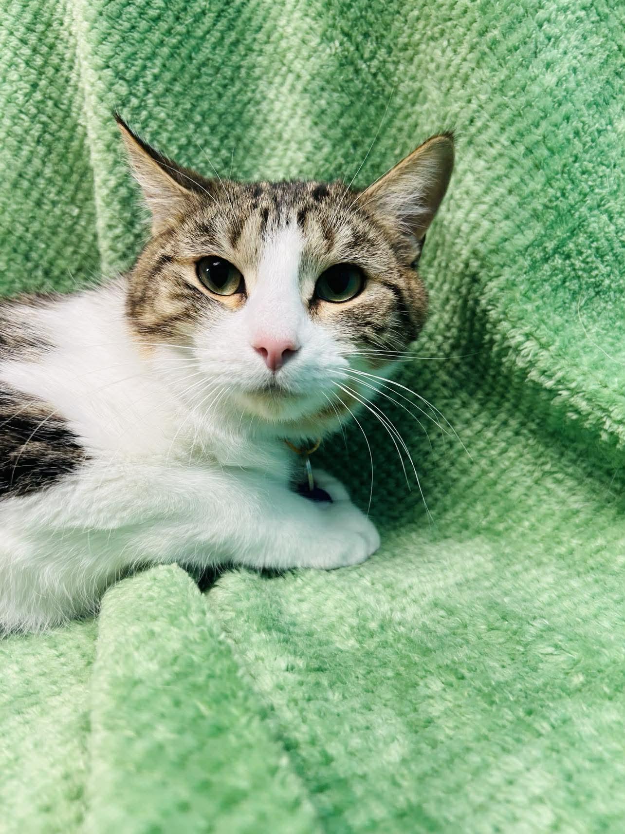 Enlarge Belia , a ADOPTABLE Domestic Short Hair in Alexandria, MN image 1/3