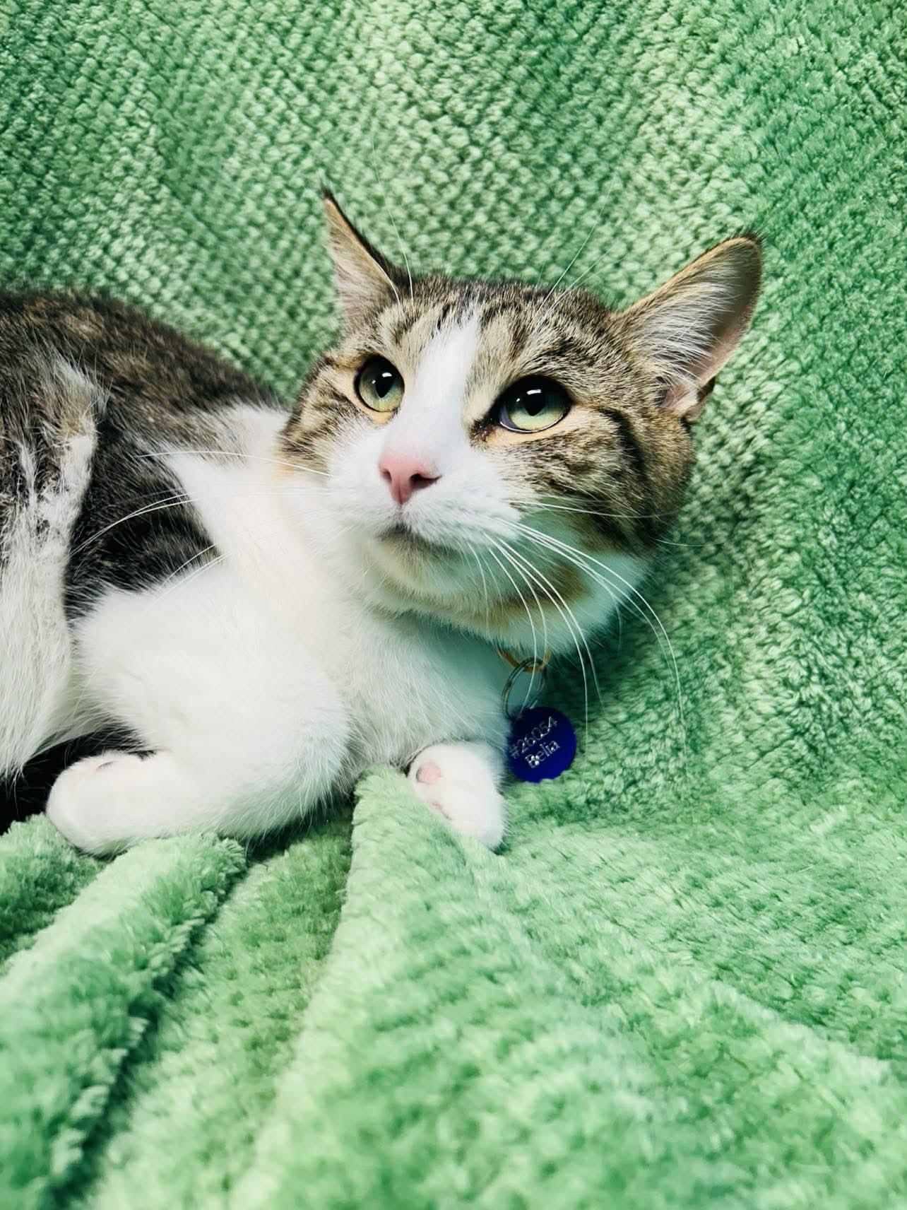 Enlarge Belia , a ADOPTABLE Domestic Short Hair in Alexandria, MN image 2/3