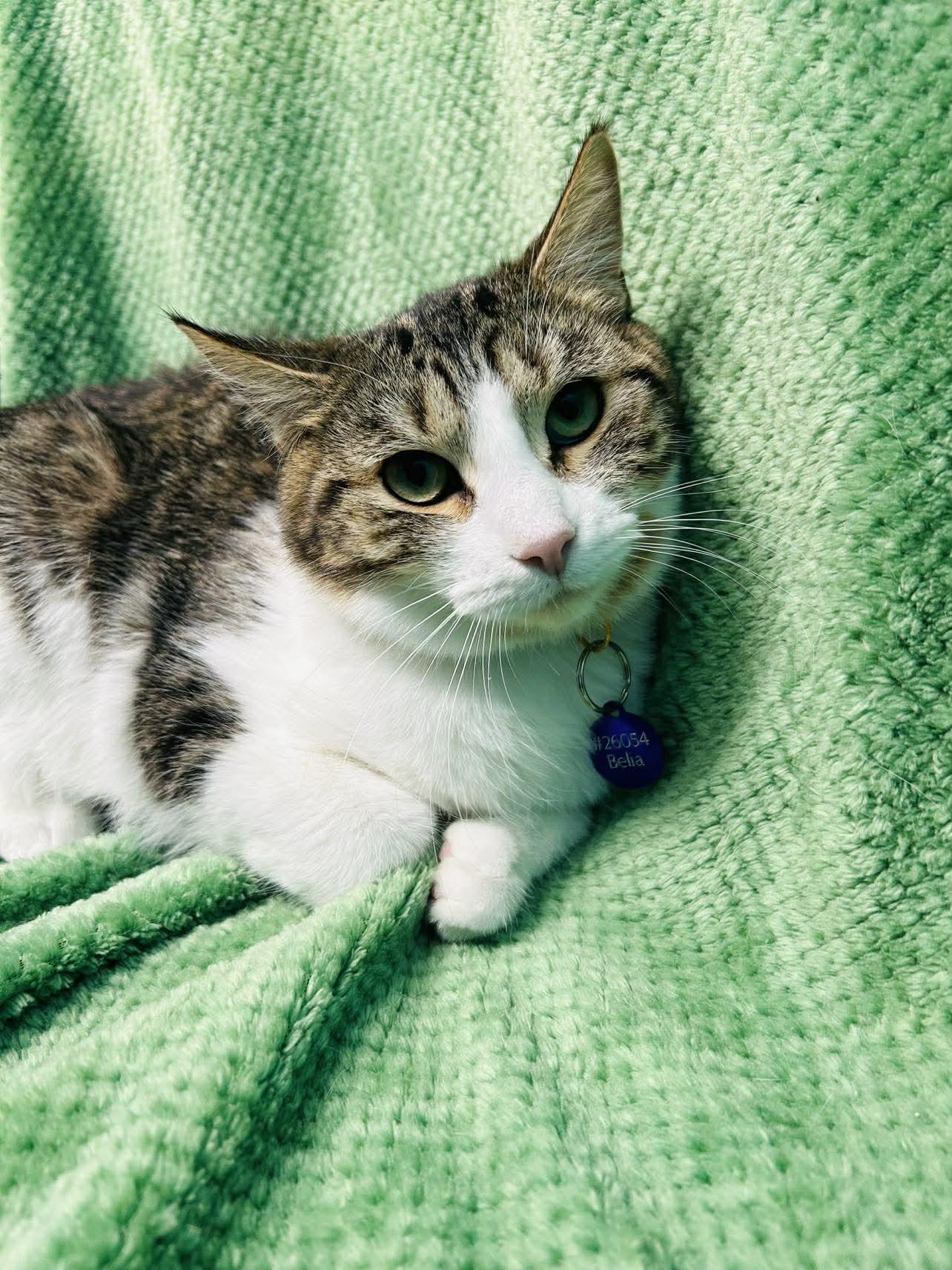 Enlarge Belia , a ADOPTABLE Domestic Short Hair in Alexandria, MN image 3/3