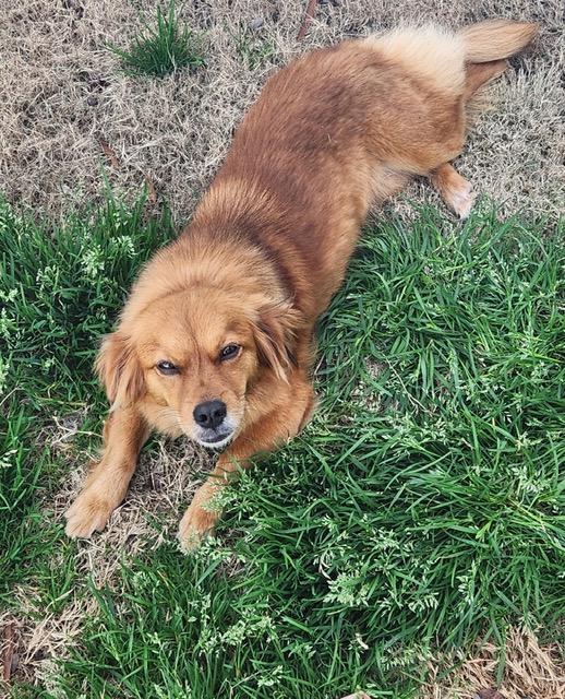 Rita, ADOPTABLE, Young Female Spaniel & Chihuahua.