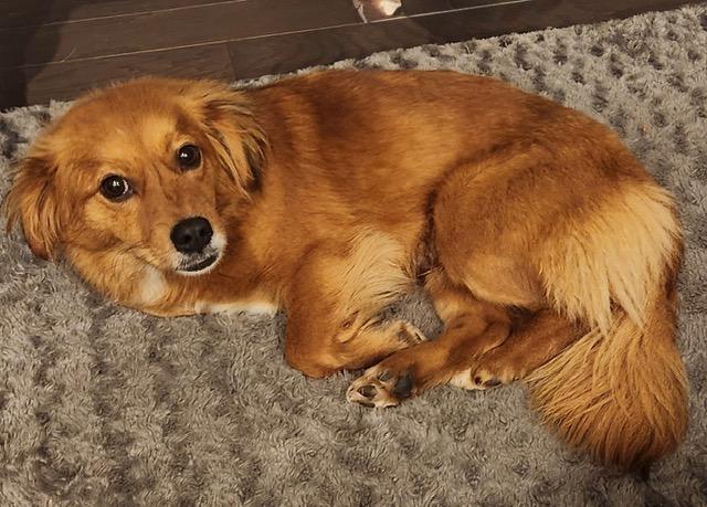 Enlarge Rita, an adopted mixed breed in Gardiner, NY image 2/4