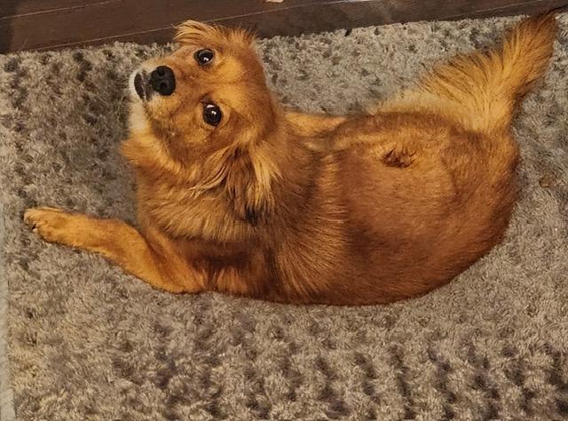 Enlarge Rita, an adopted mixed breed in Gardiner, NY image 4/4