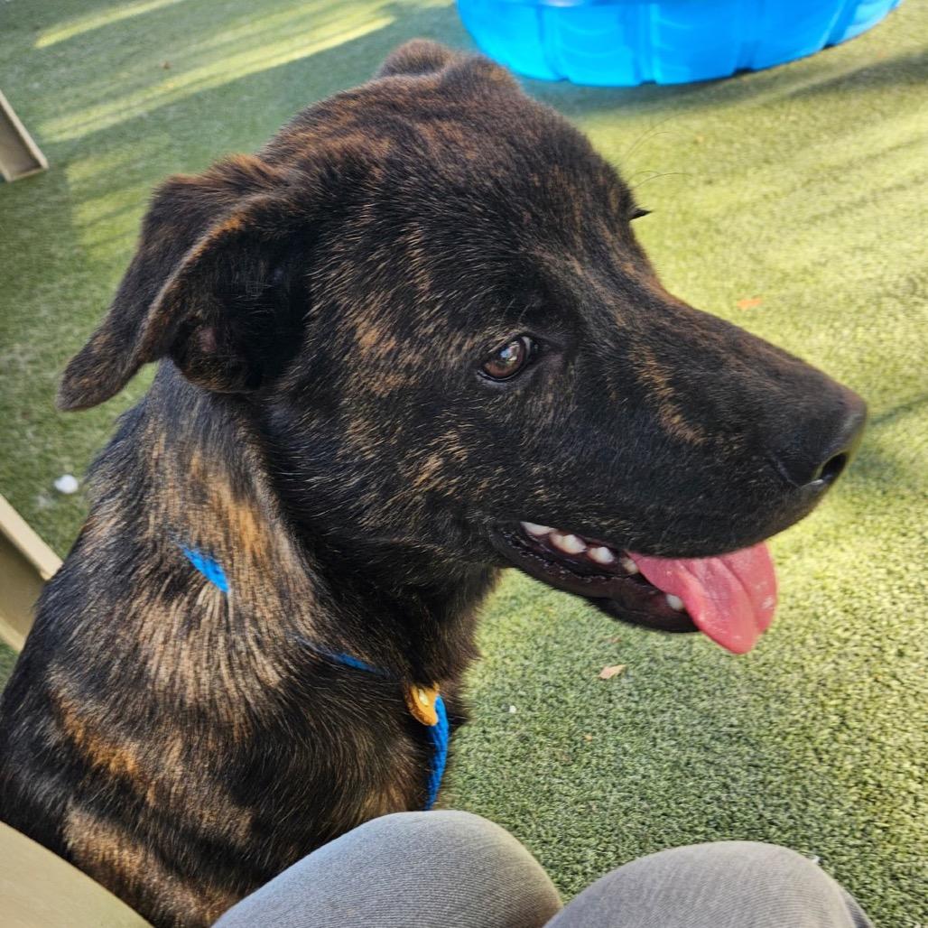PORTER, Adoptable, Young Male Labrador Retriever & Mixed Breed.