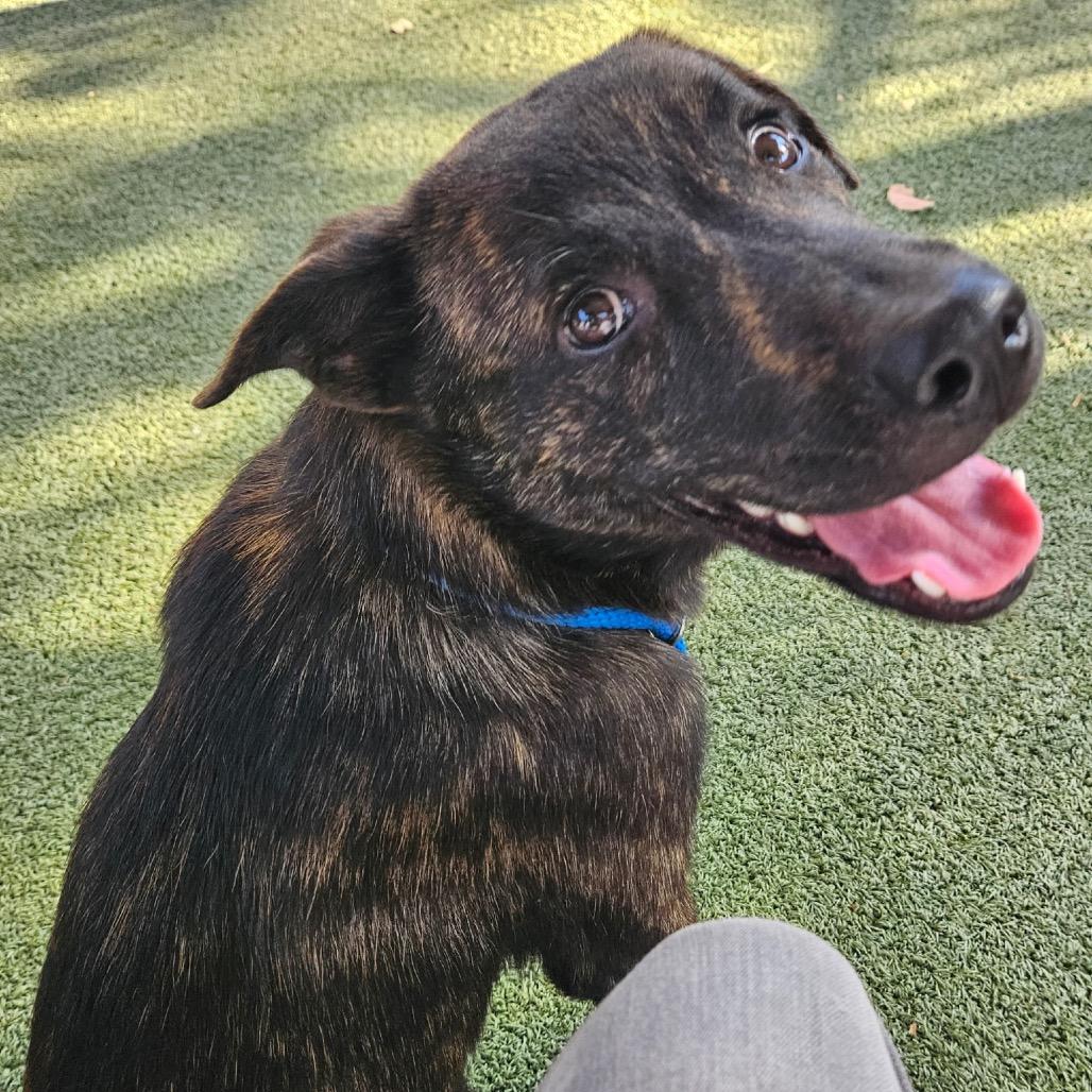 Enlarge PORTER, a Adoptable mixed breed in Upland, CA image 2/4