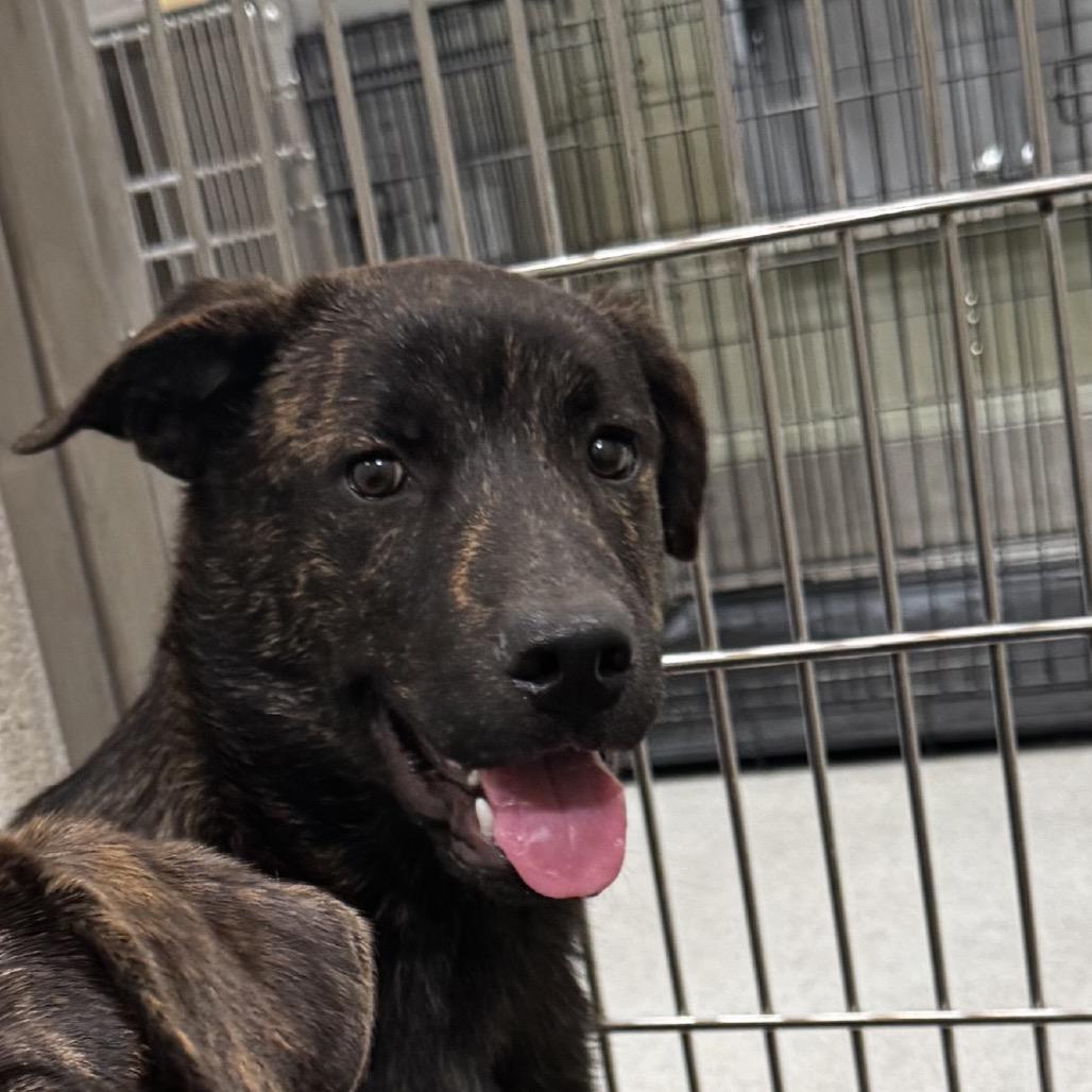 Enlarge PORTER, a Adoptable mixed breed in Upland, CA image 3/4