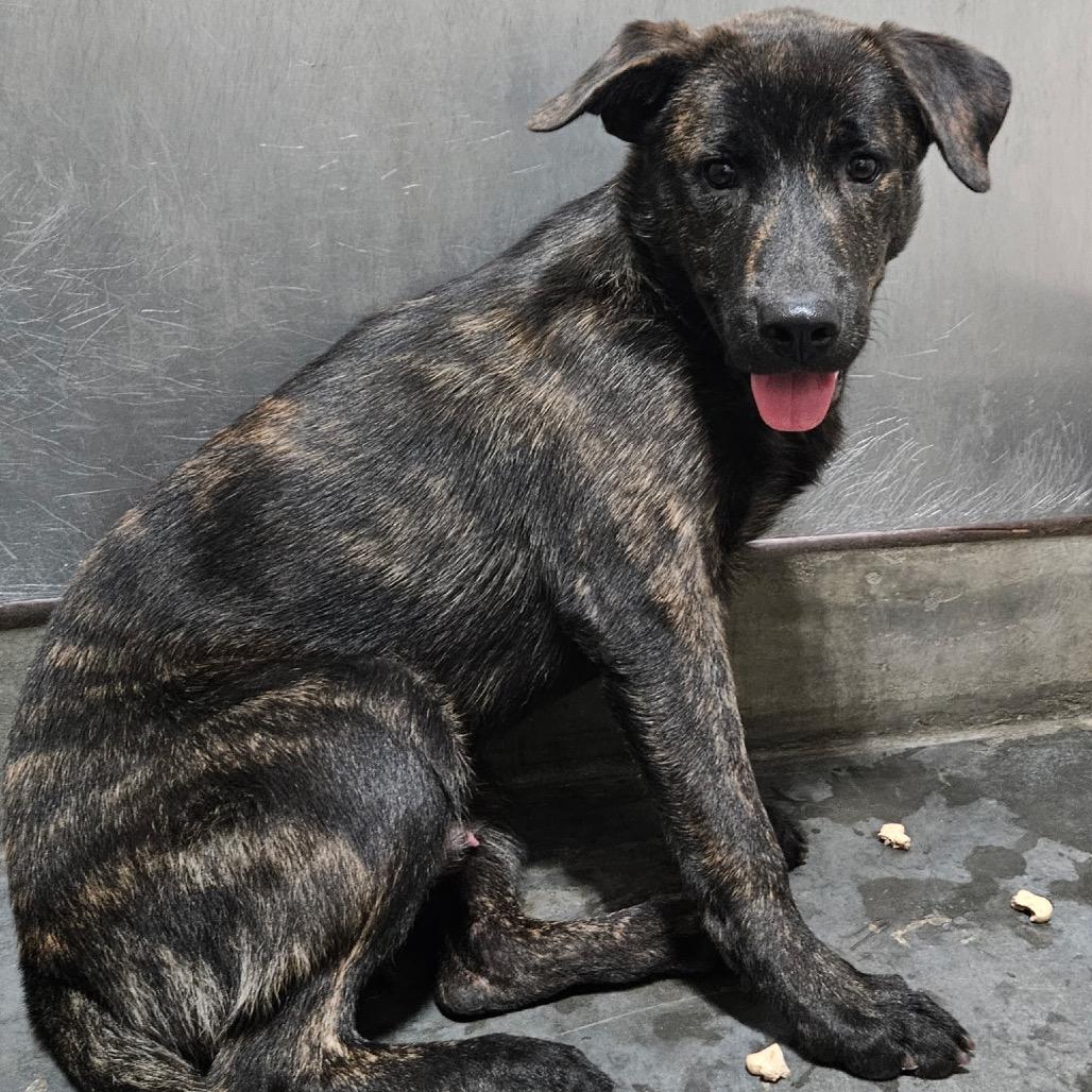 Enlarge PORTER, a Adoptable mixed breed in Upland, CA image 4/4