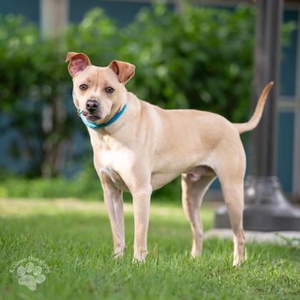 Enlarge Ramon, a Adoptable mixed breed in Honolulu, HI image 1/3