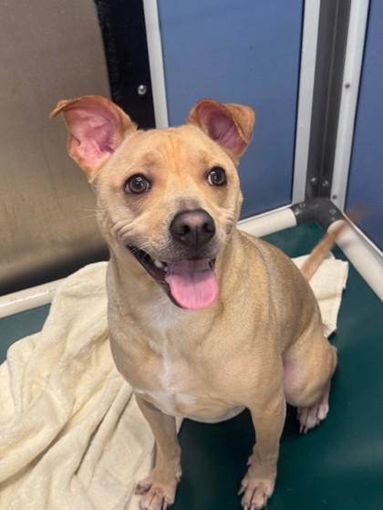 Enlarge Ramon, a Adoptable mixed breed in Honolulu, HI image 2/3