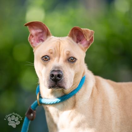 Enlarge Ramon, a Adoptable mixed breed in Honolulu, HI image 3/3