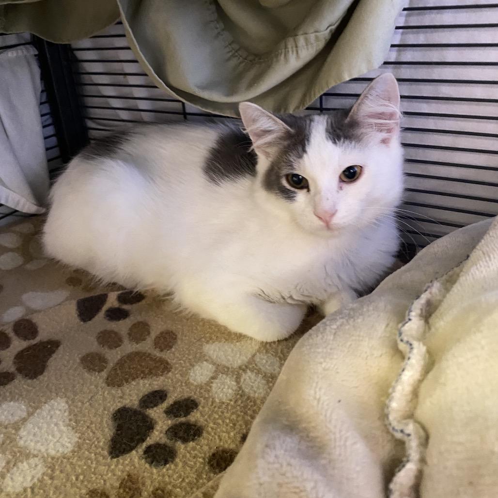 Enlarge DeSantos, a Adoptable Domestic Long Hair in Norfolk, NE image 1/4