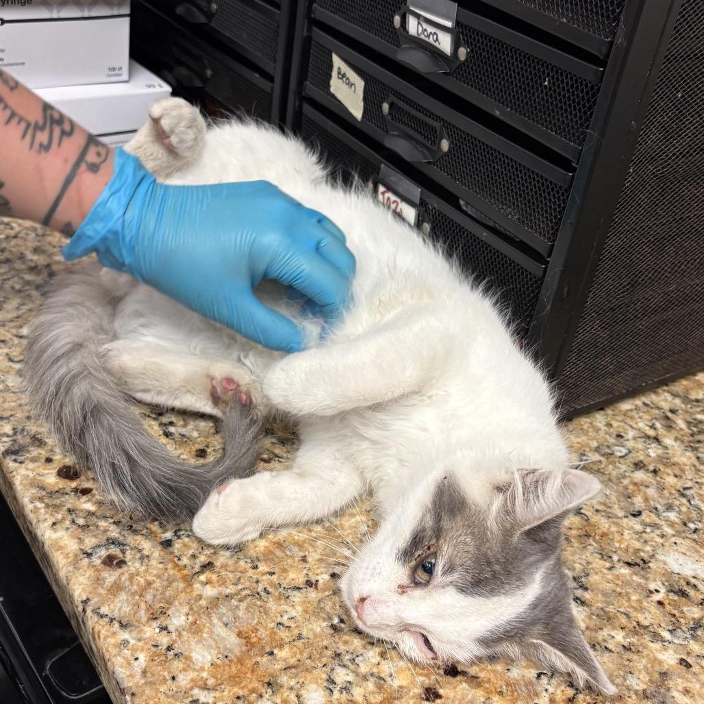 Enlarge DeSantos, a Adoptable Domestic Long Hair in Norfolk, NE image 2/4