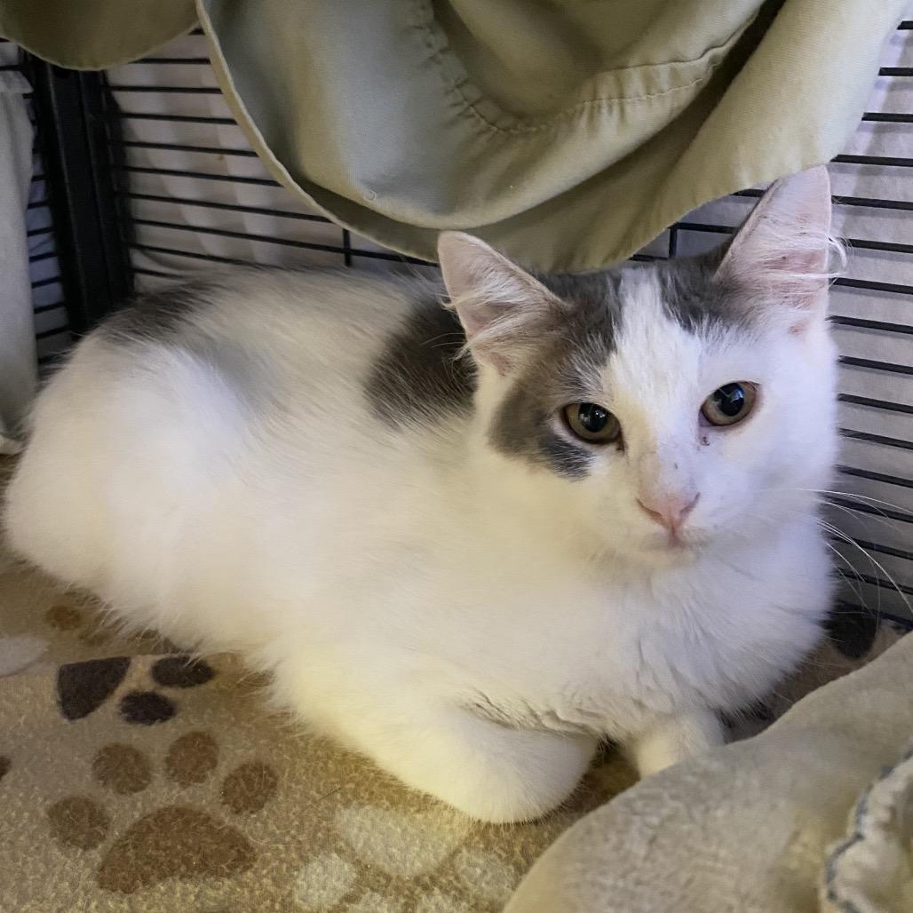 Enlarge DeSantos, a Adoptable Domestic Long Hair in Norfolk, NE image 3/4