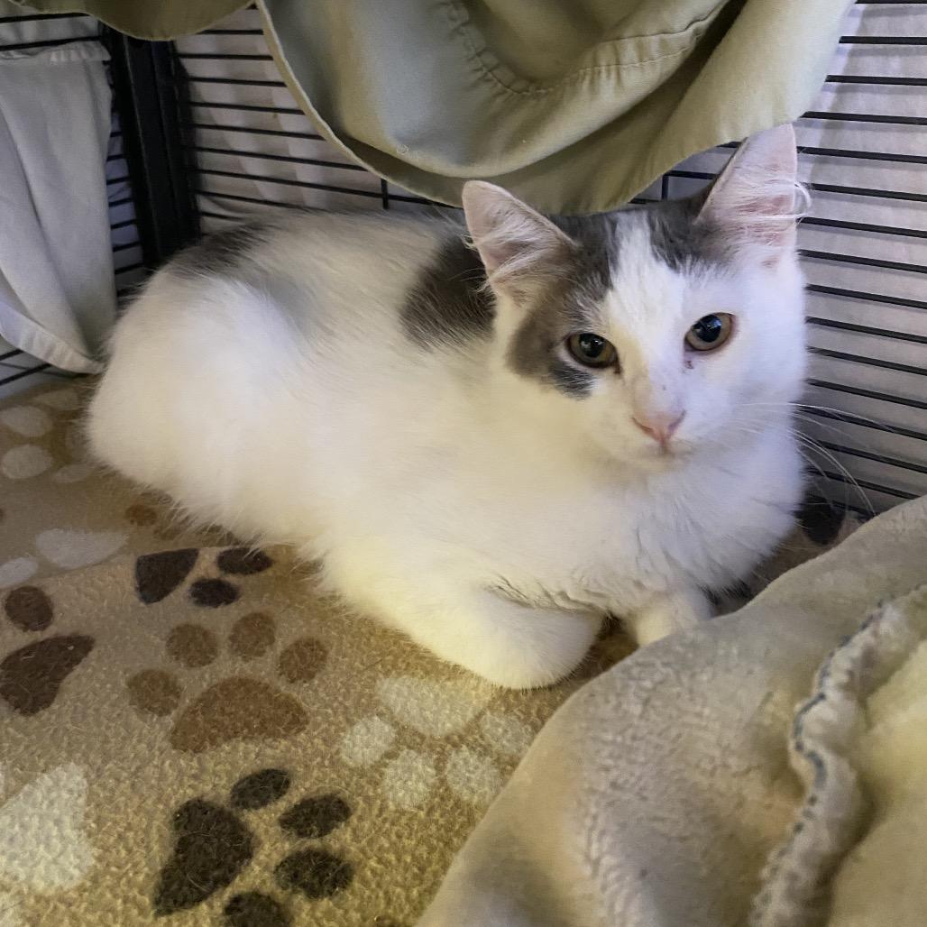 Enlarge DeSantos, a Adoptable Domestic Long Hair in Norfolk, NE image 4/4
