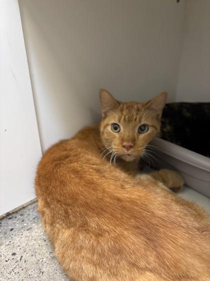 Enlarge Williams (E51), a Adoptable mixed breed in Lafayette, IN image 1/2