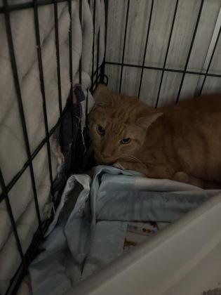 Enlarge Williams (E51), a Adoptable mixed breed in Lafayette, IN image 2/2