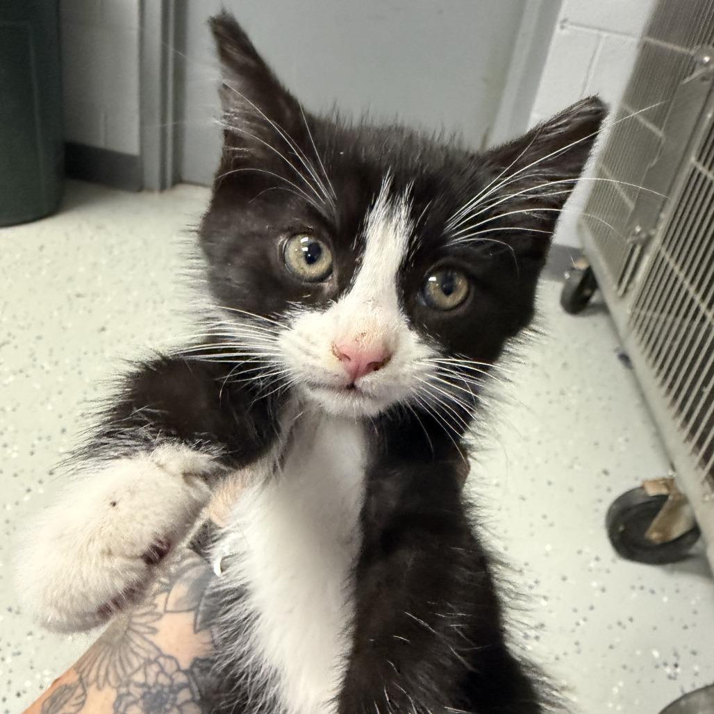 Cymbalta, Adoptable, Kitten Female Domestic Short Hair.