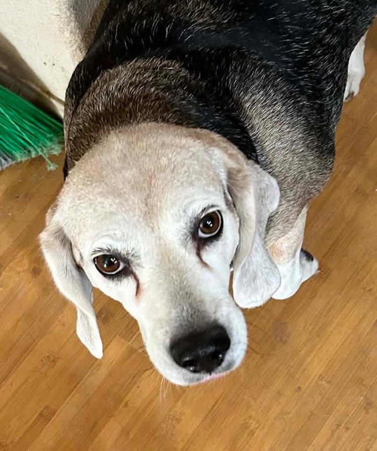 Enlarge Lazy Daisy, a Adopted Beagle in Las Vegas, NV image 1/3