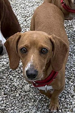 Enlarge FLOWER, a Adoptable mixed breed in Mays Landing, NJ image 1/2