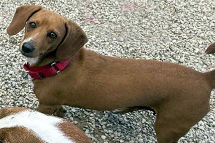 Enlarge FLOWER, a Adoptable mixed breed in Mays Landing, NJ image 2/2