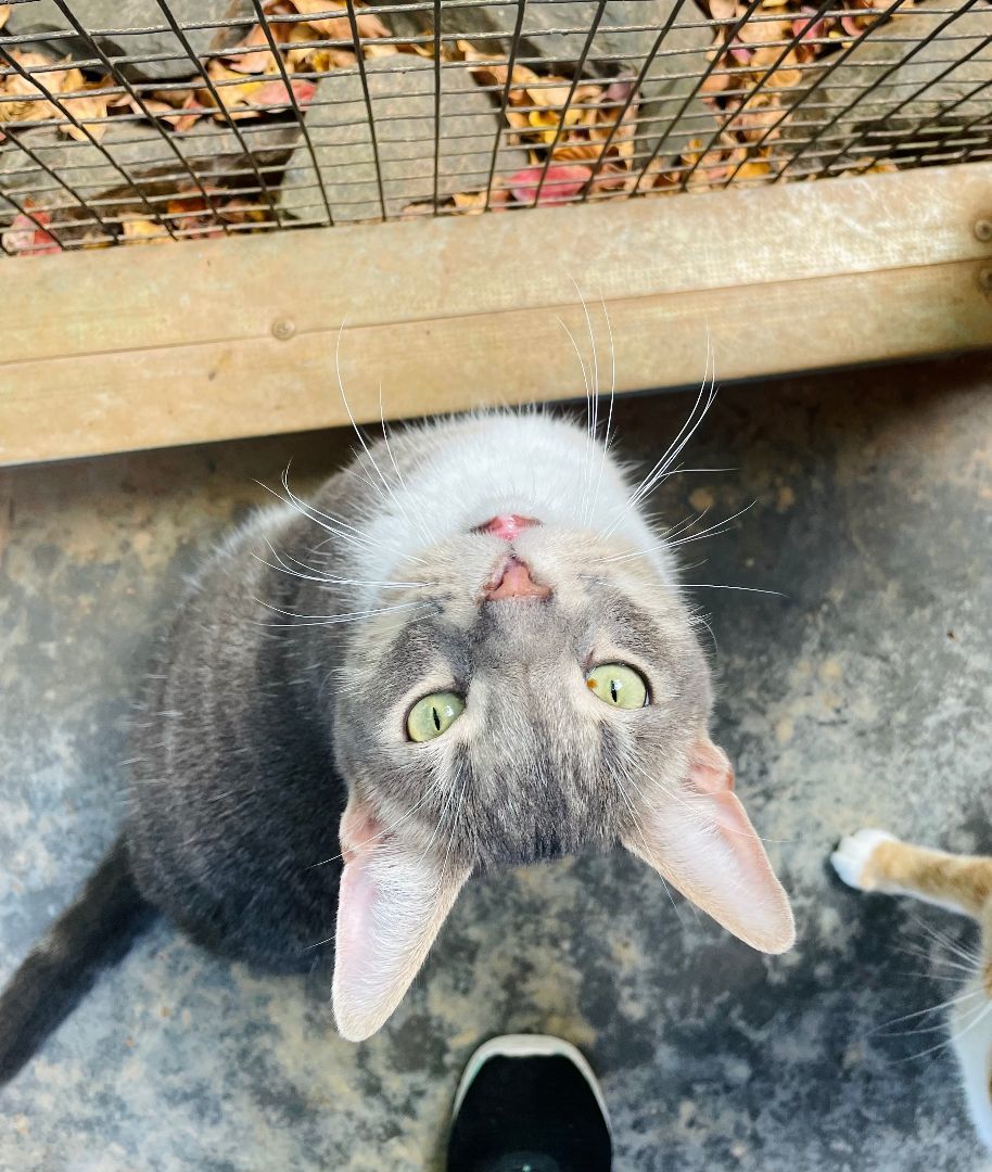 George, a Adoptable Domestic Short Hair in Salisbury, NC image 3/6