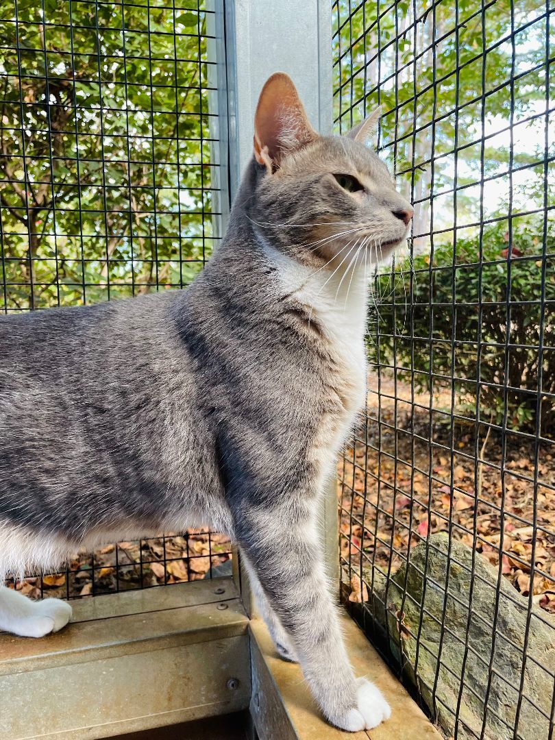 George, a Adoptable Domestic Short Hair in Salisbury, NC image 4/6