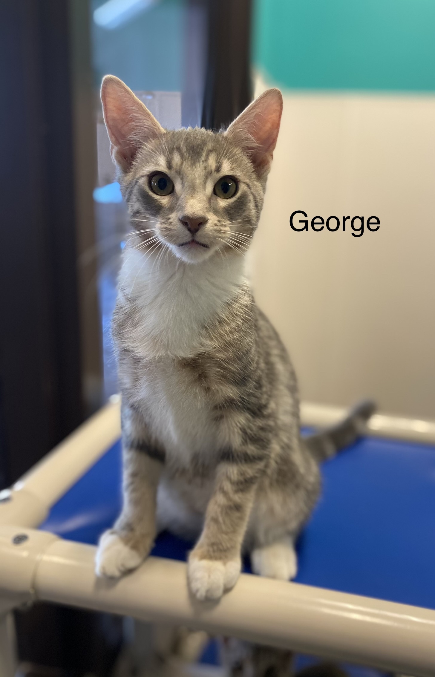 George, a Adoptable Domestic Short Hair in Salisbury, NC image 5/6