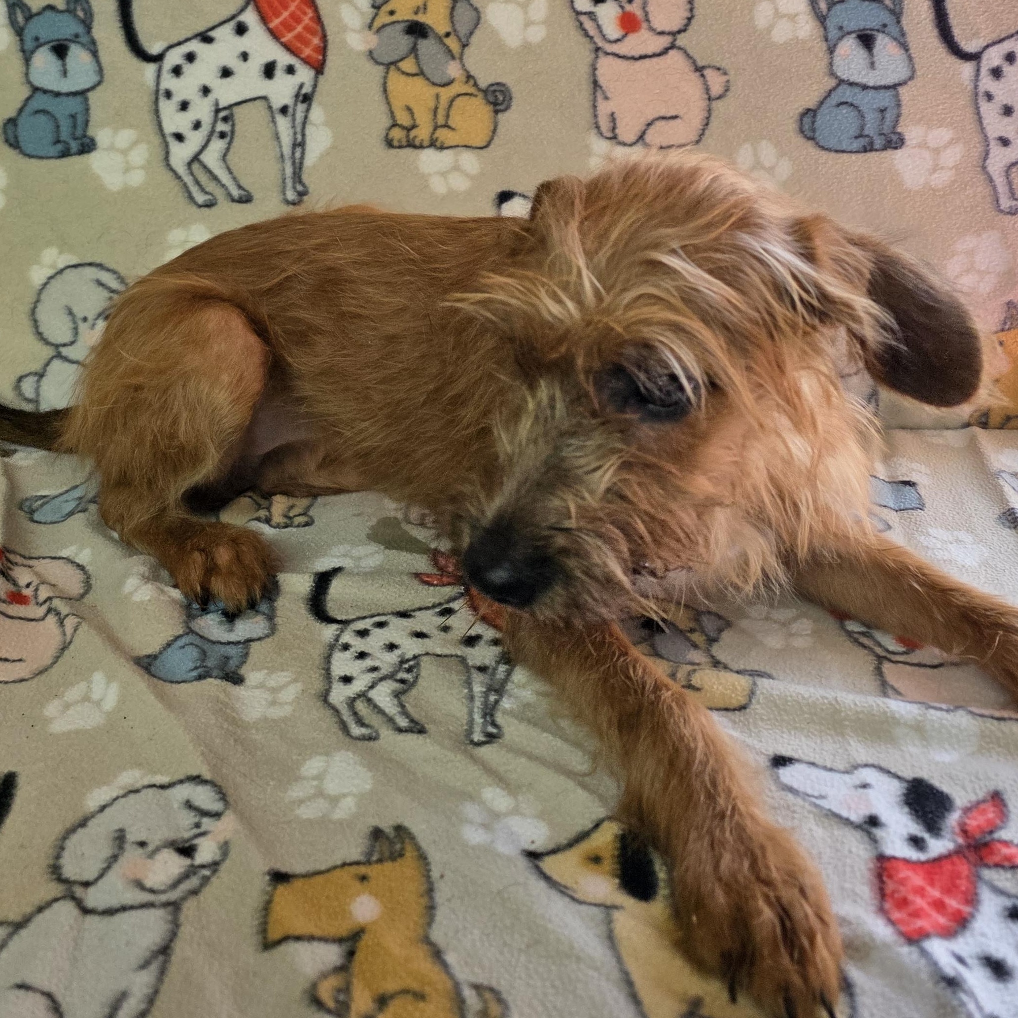 Enlarge Miracle, a ADOPTABLE mixed breed in Dallas, GA image 5/5