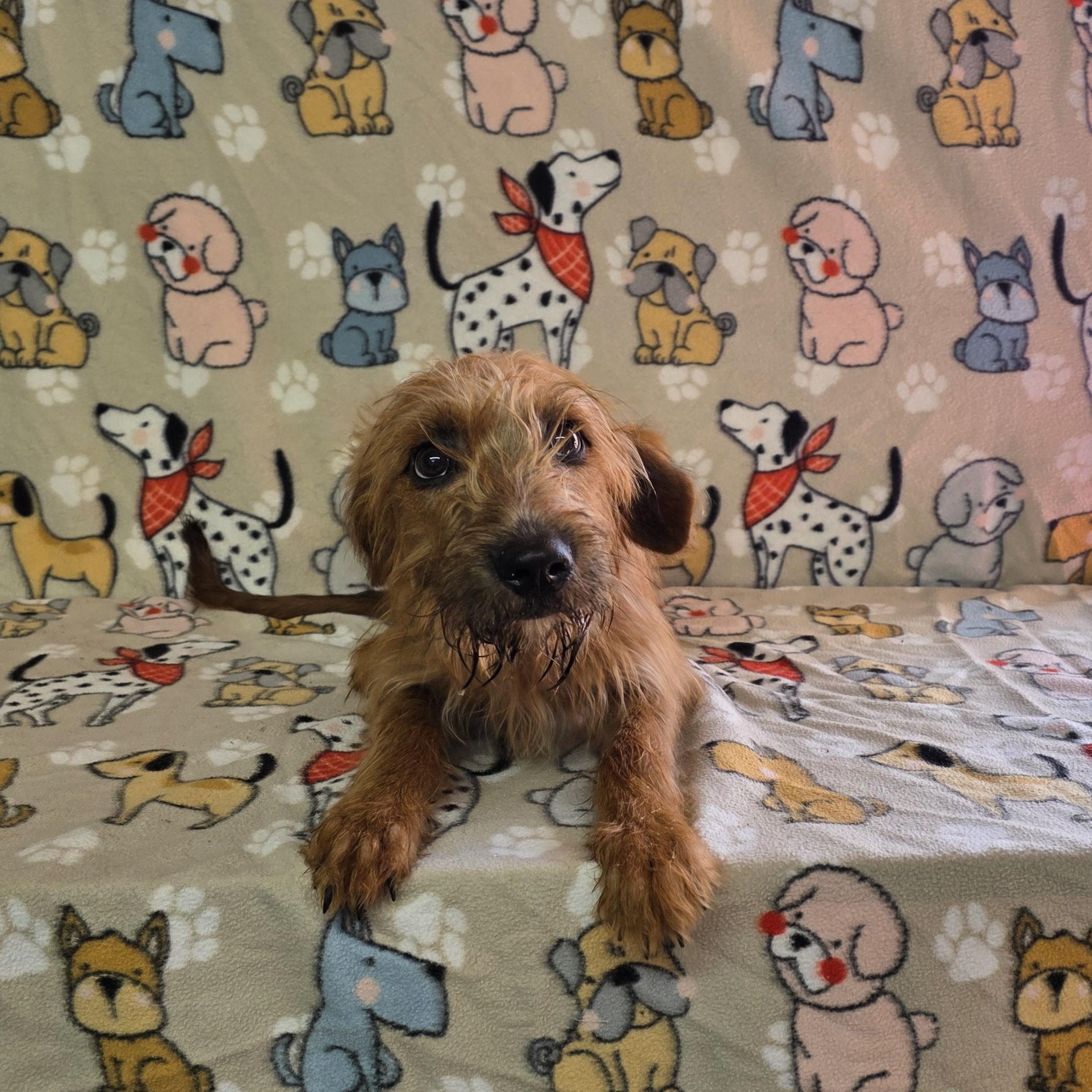 Enlarge Miracle, a ADOPTABLE mixed breed in Dallas, GA image 3/5