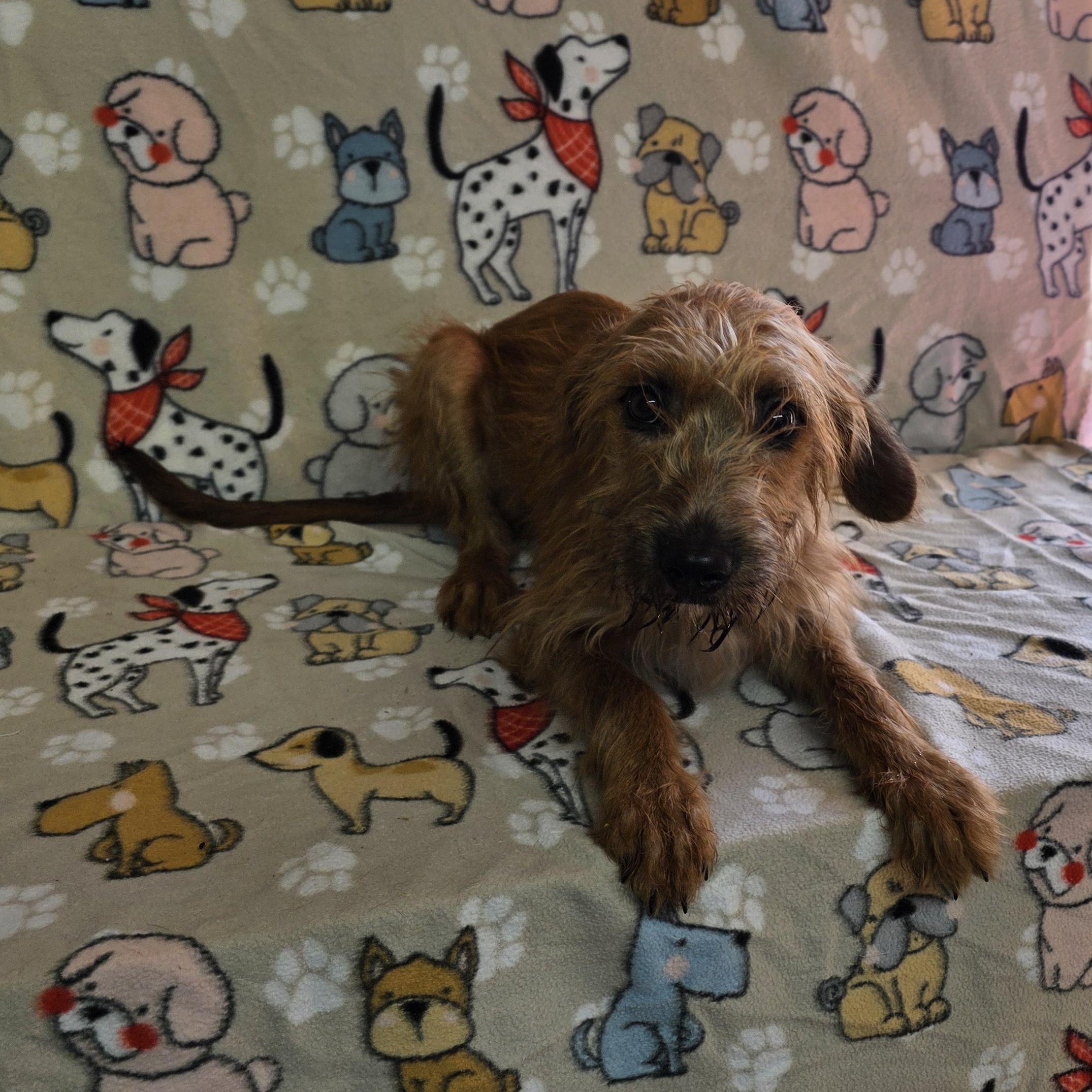 Enlarge Miracle, a ADOPTABLE mixed breed in Dallas, GA image 4/5