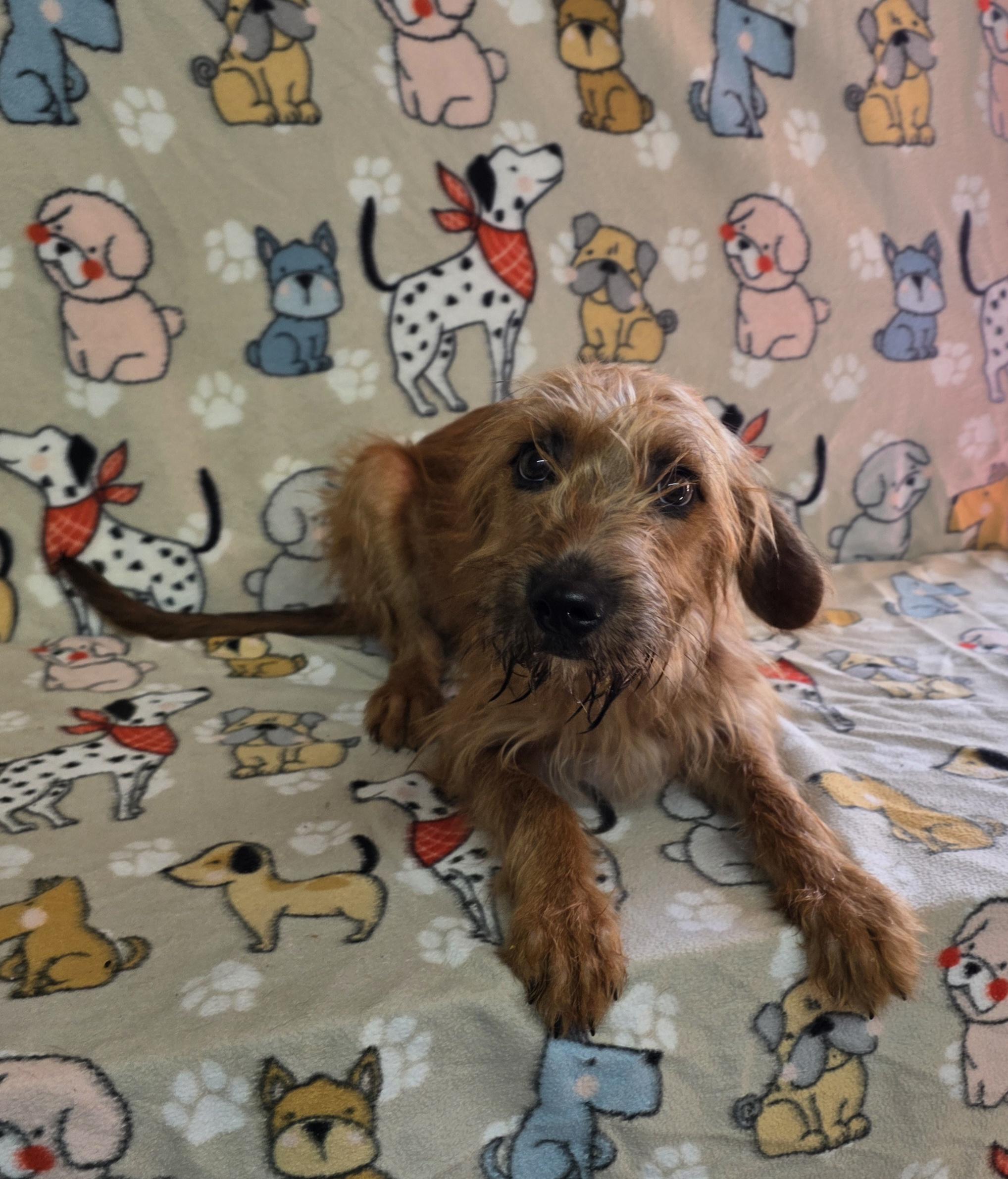 Miracle, ADOPTABLE, Young Female Terrier.