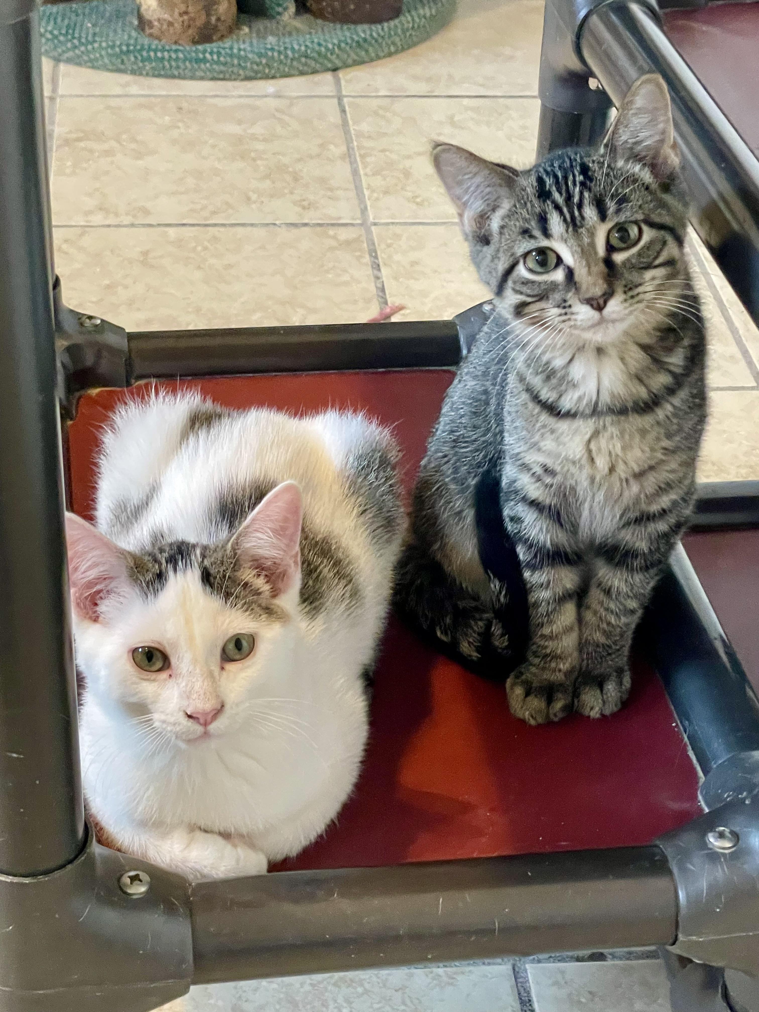 Patches and Peter